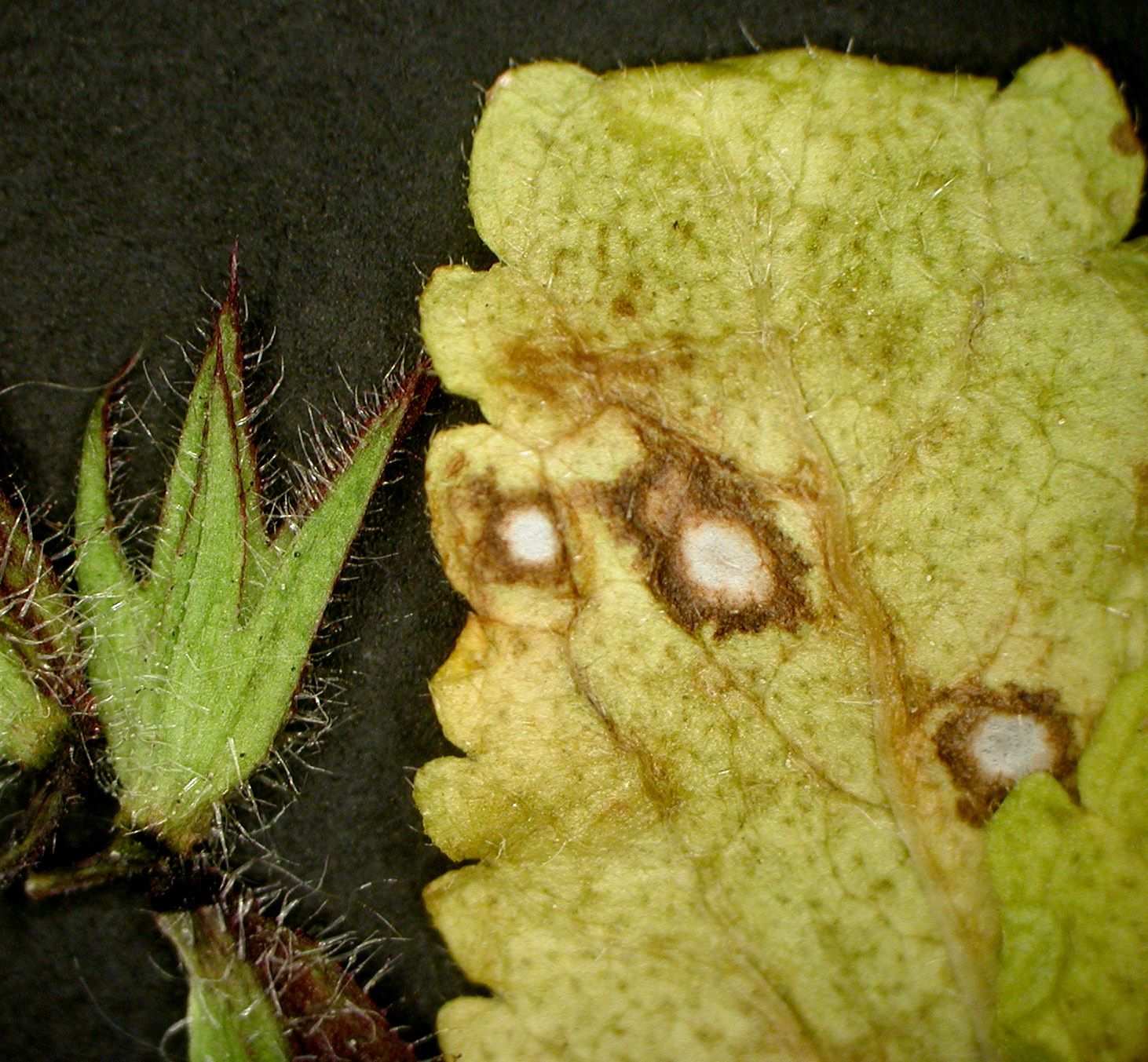 Ramularia lamii
