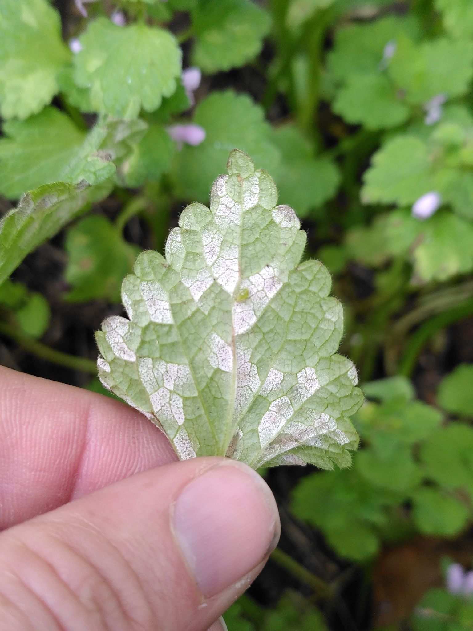 Ramularia lamii