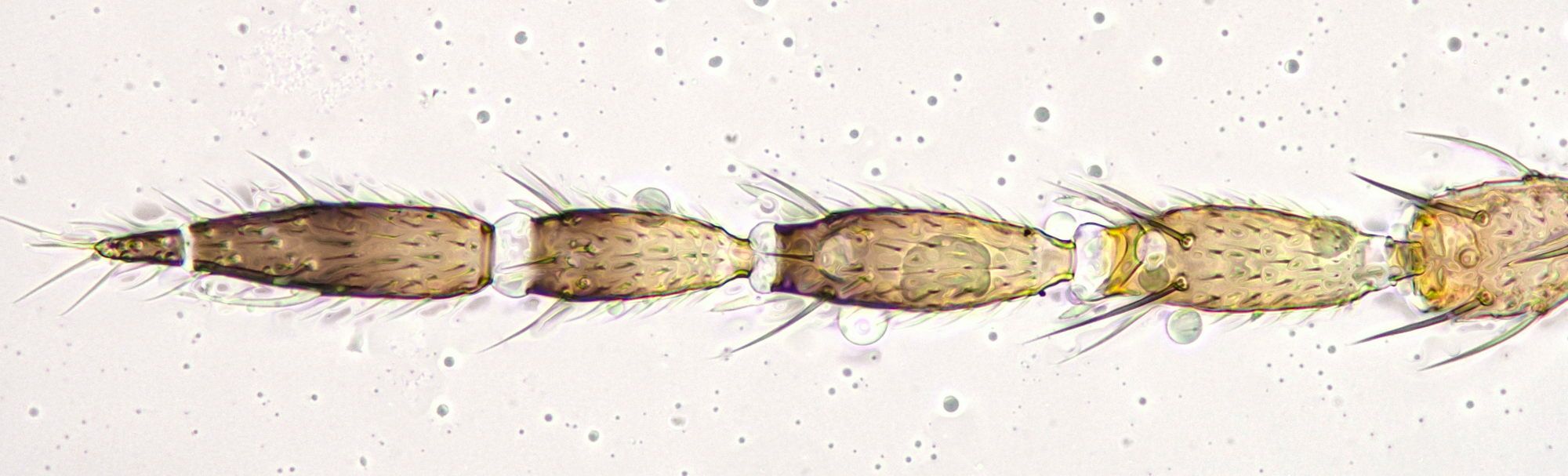 Thrips flavus