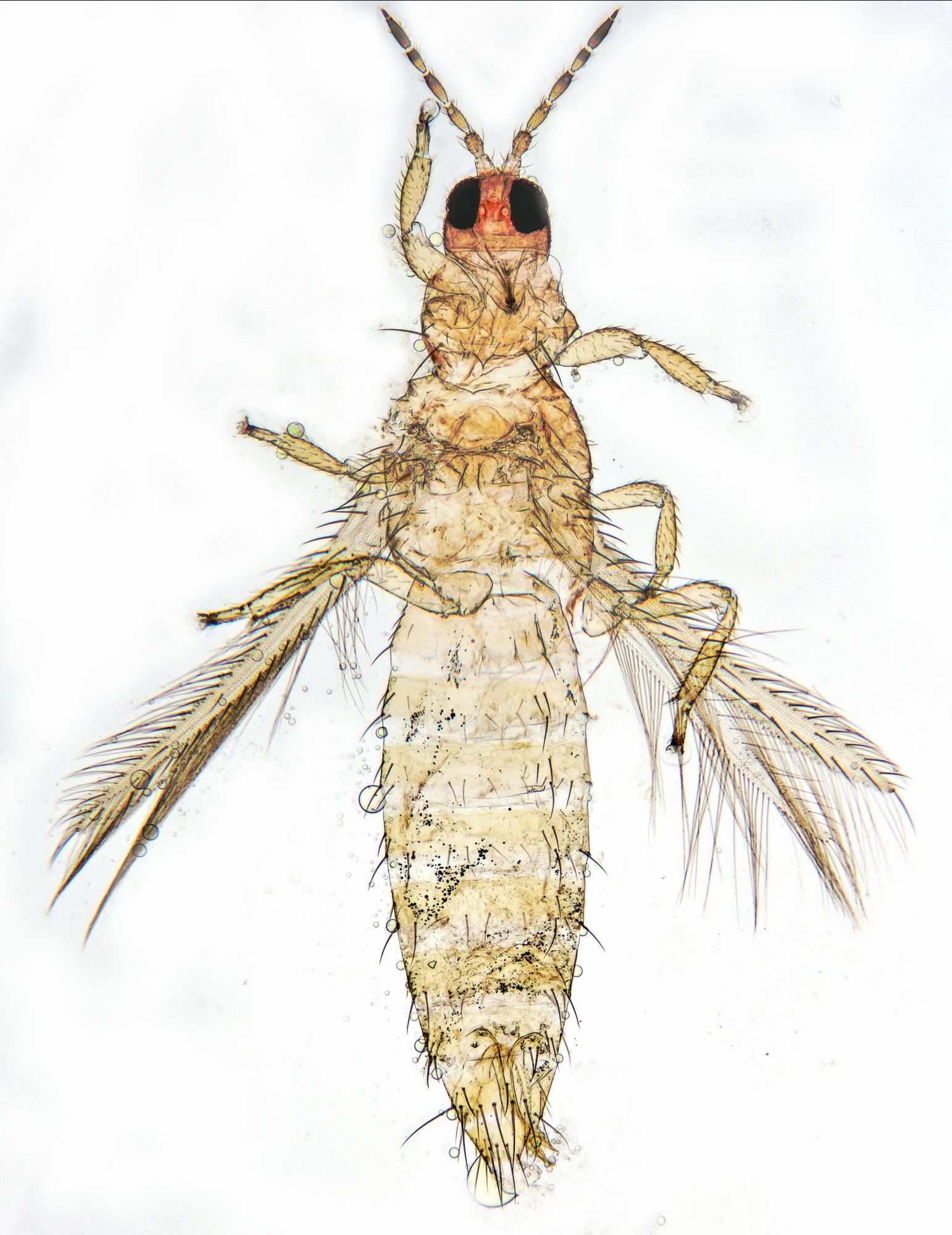 Thrips flavus