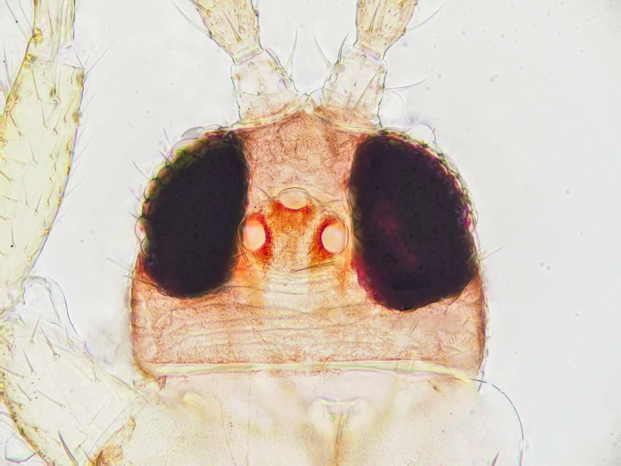 Thrips flavus