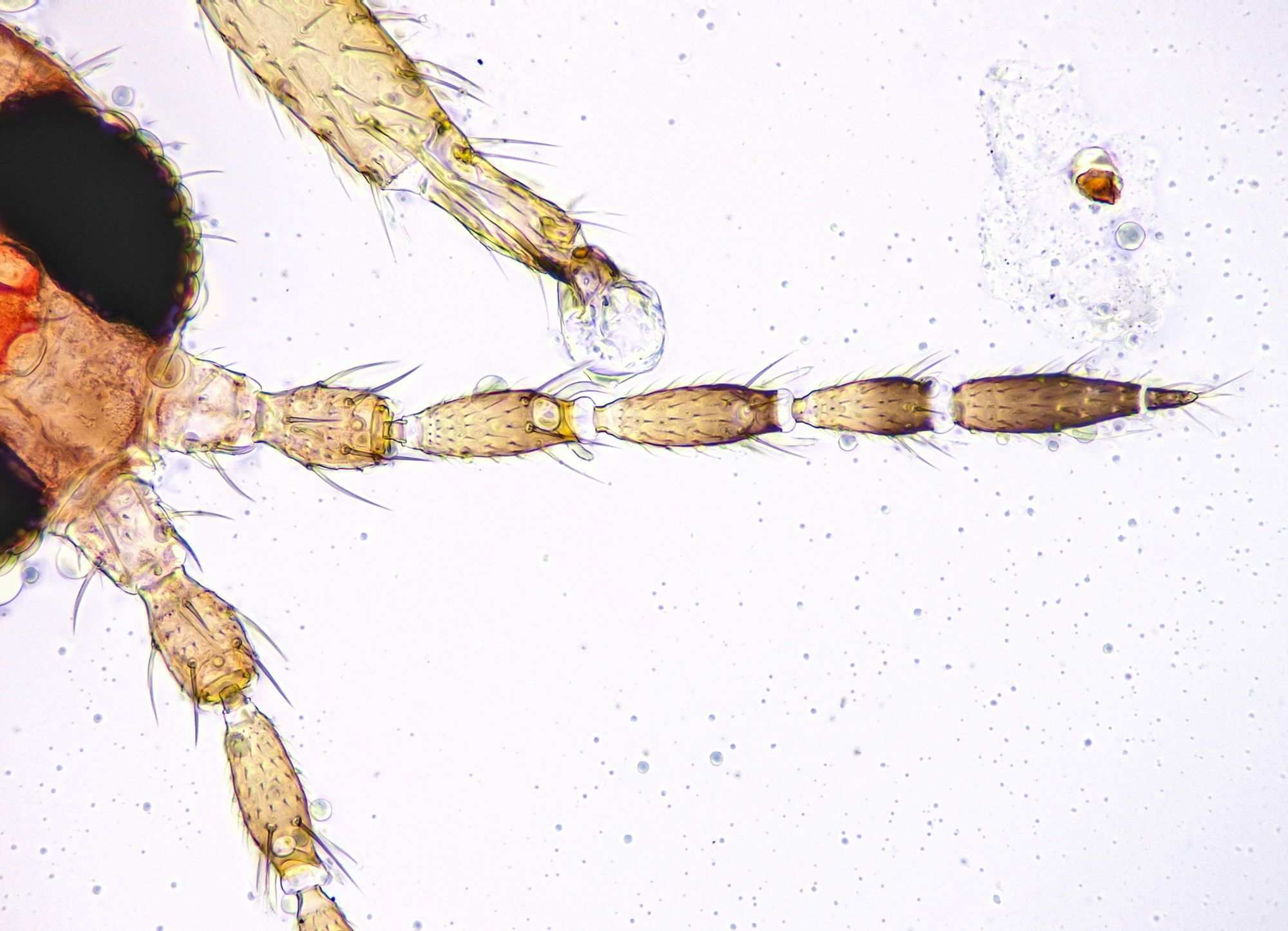 Thrips flavus