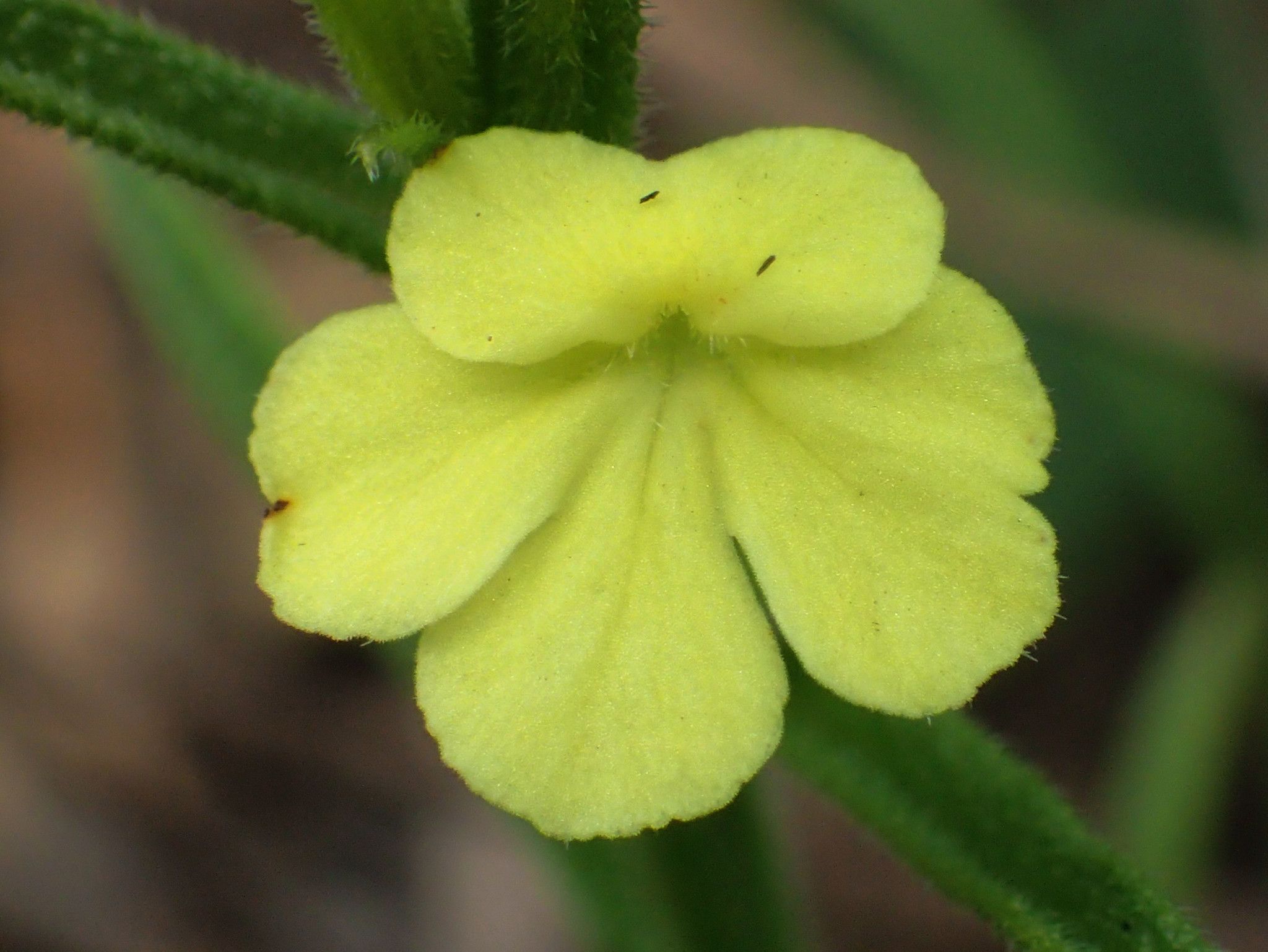 Striga asiatica