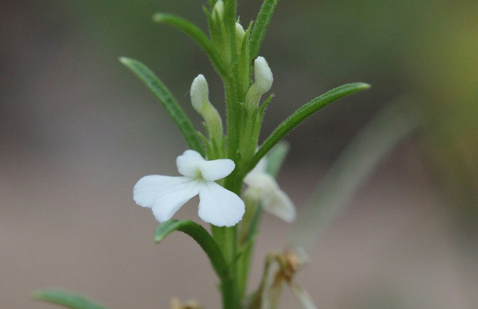 Striga asiatica