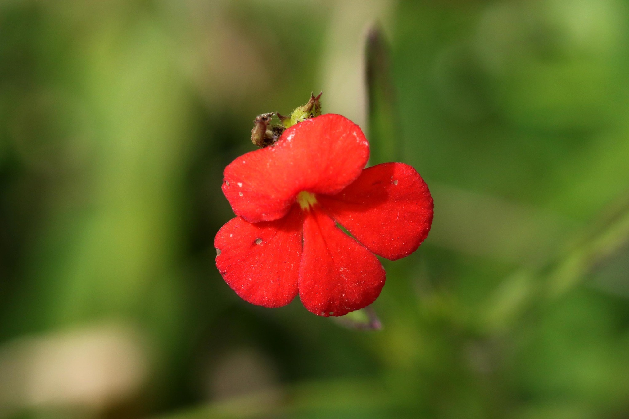 Striga asiatica