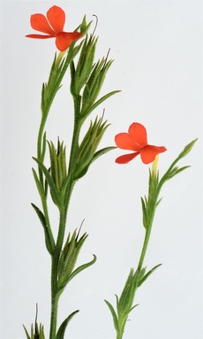 Striga asiatica