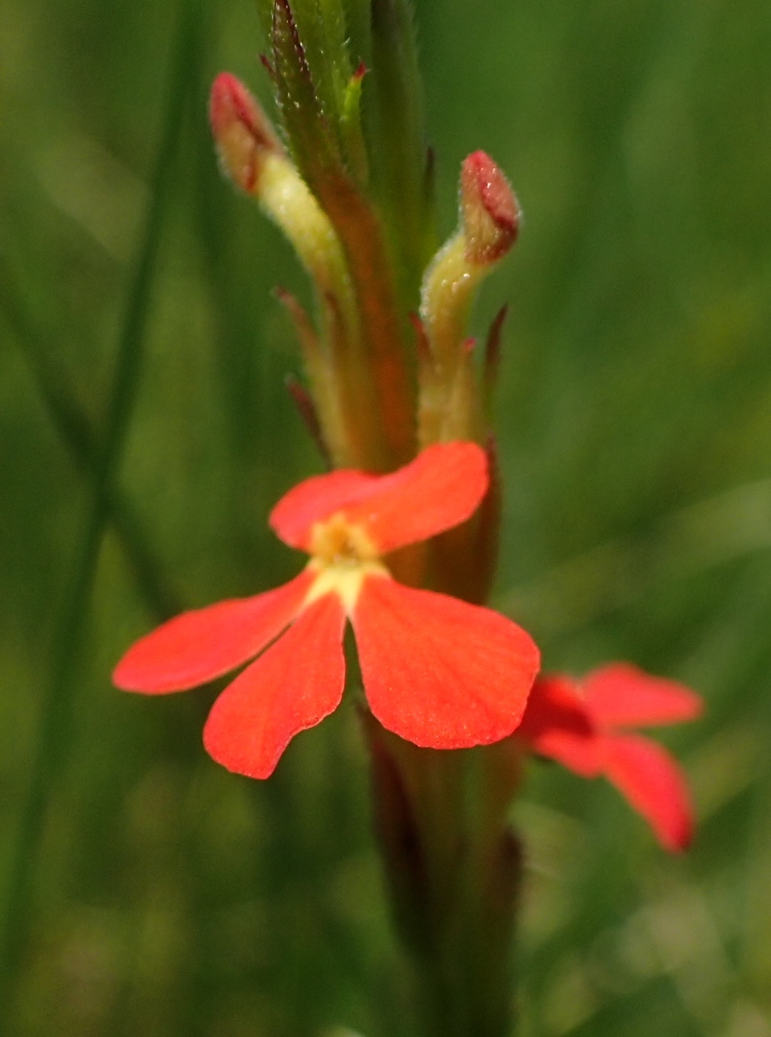 Striga asiatica
