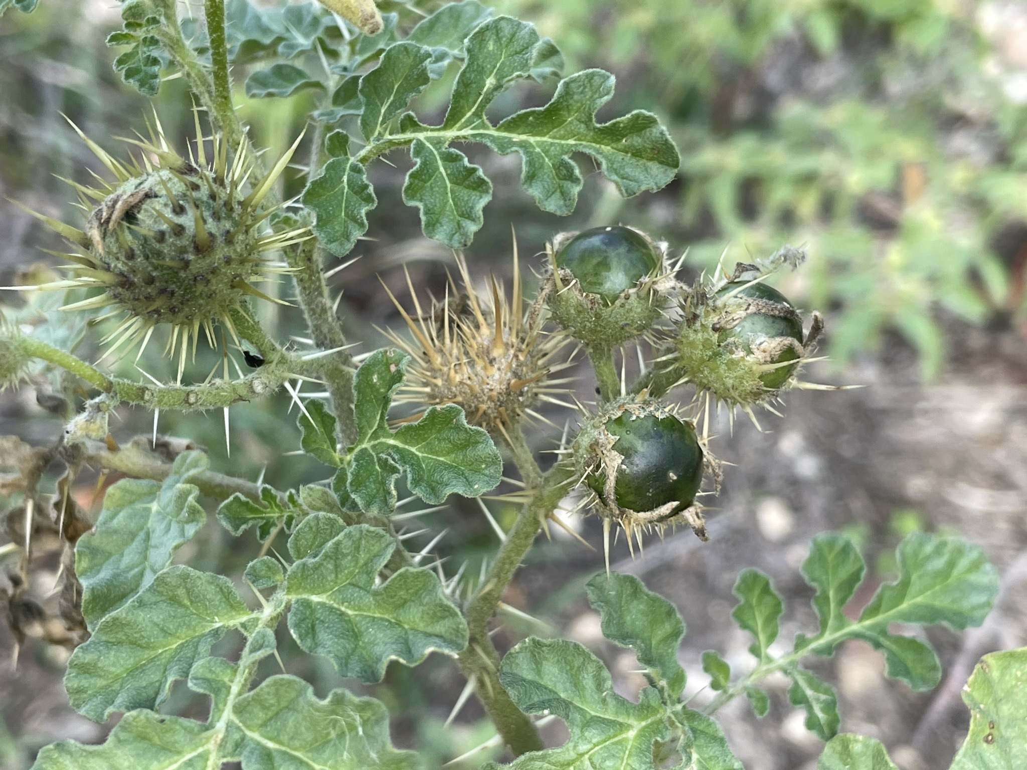 Solanum rostratum