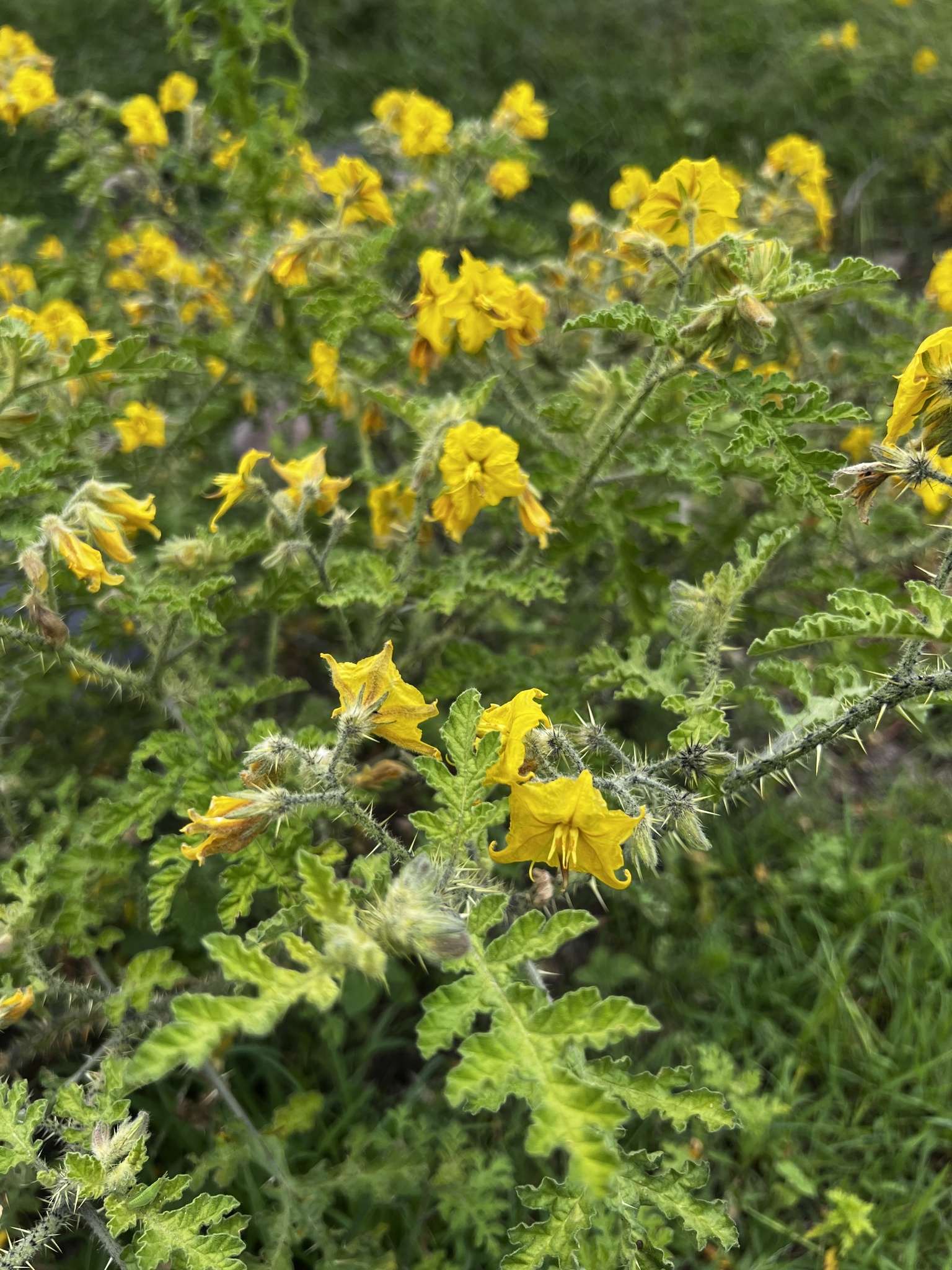 Solanum rostratum