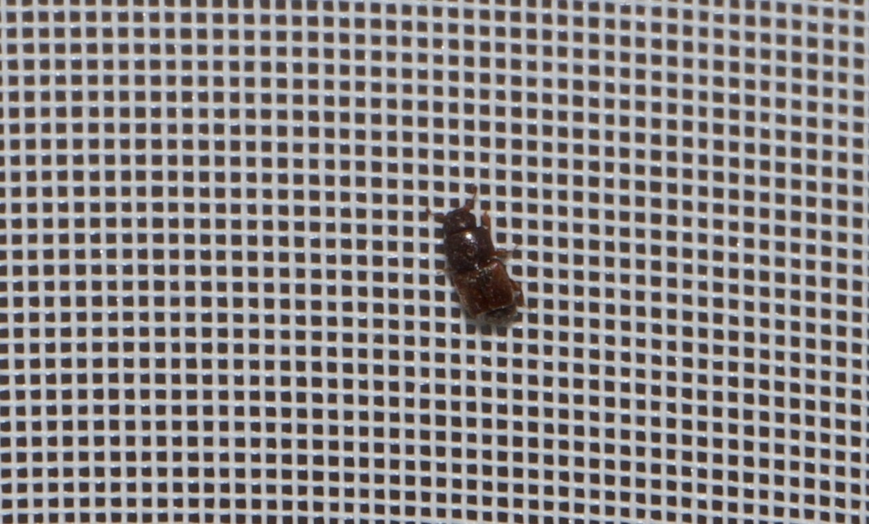 Carpophilus obsoletus