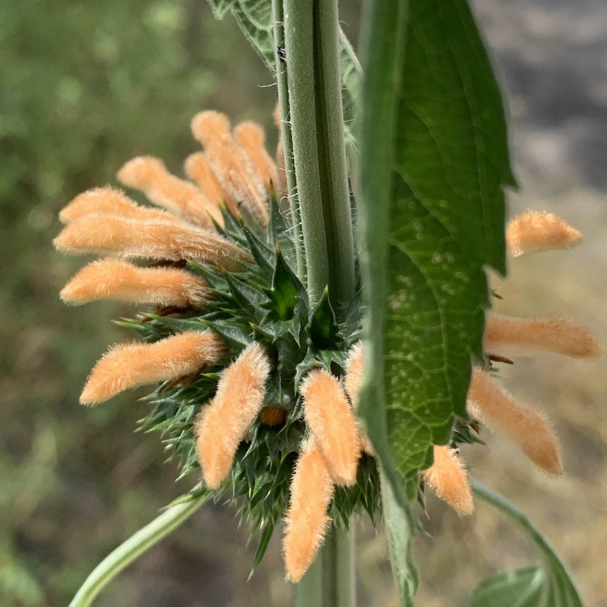 Leonotis nepetifolia