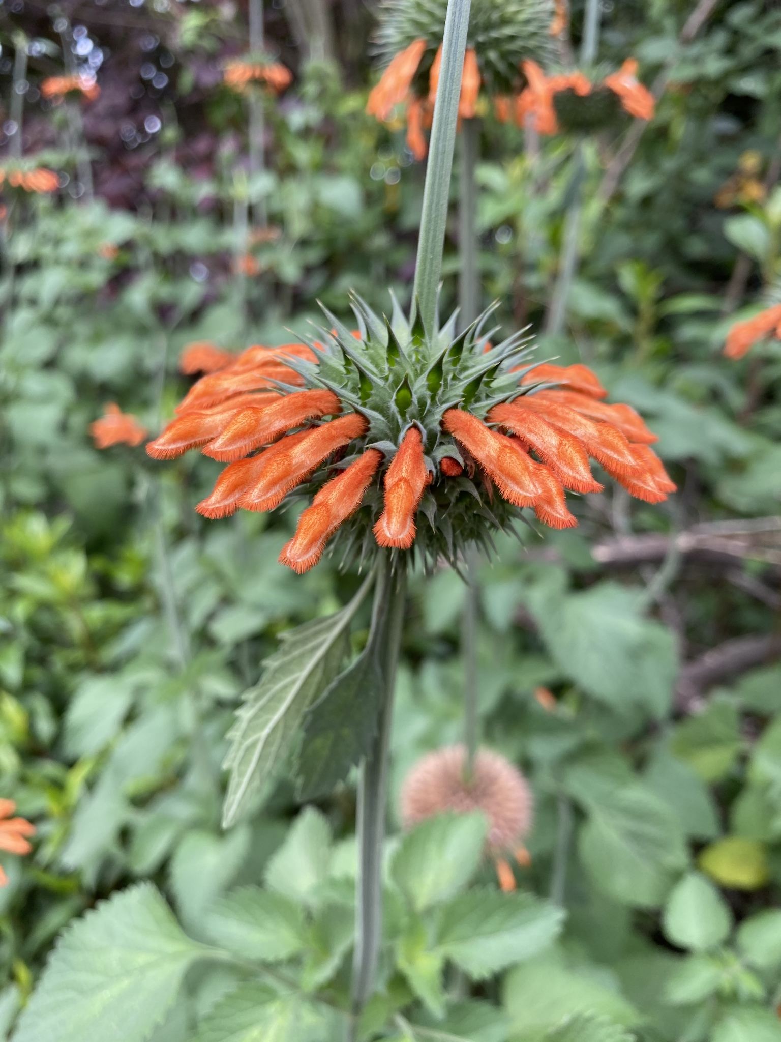 Leonotis nepetifolia