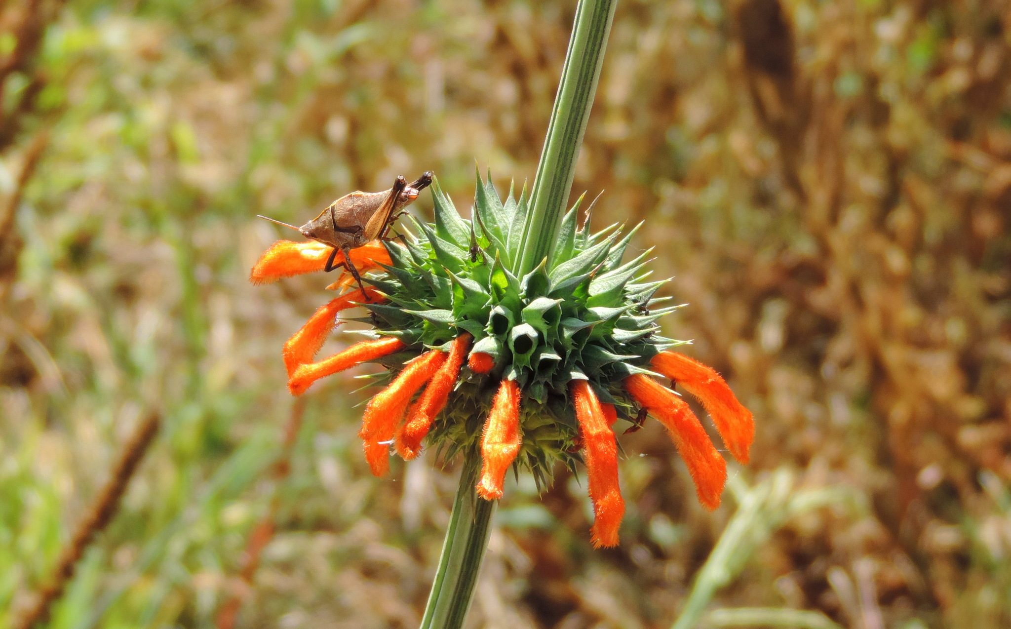 Leonotis nepetifolia