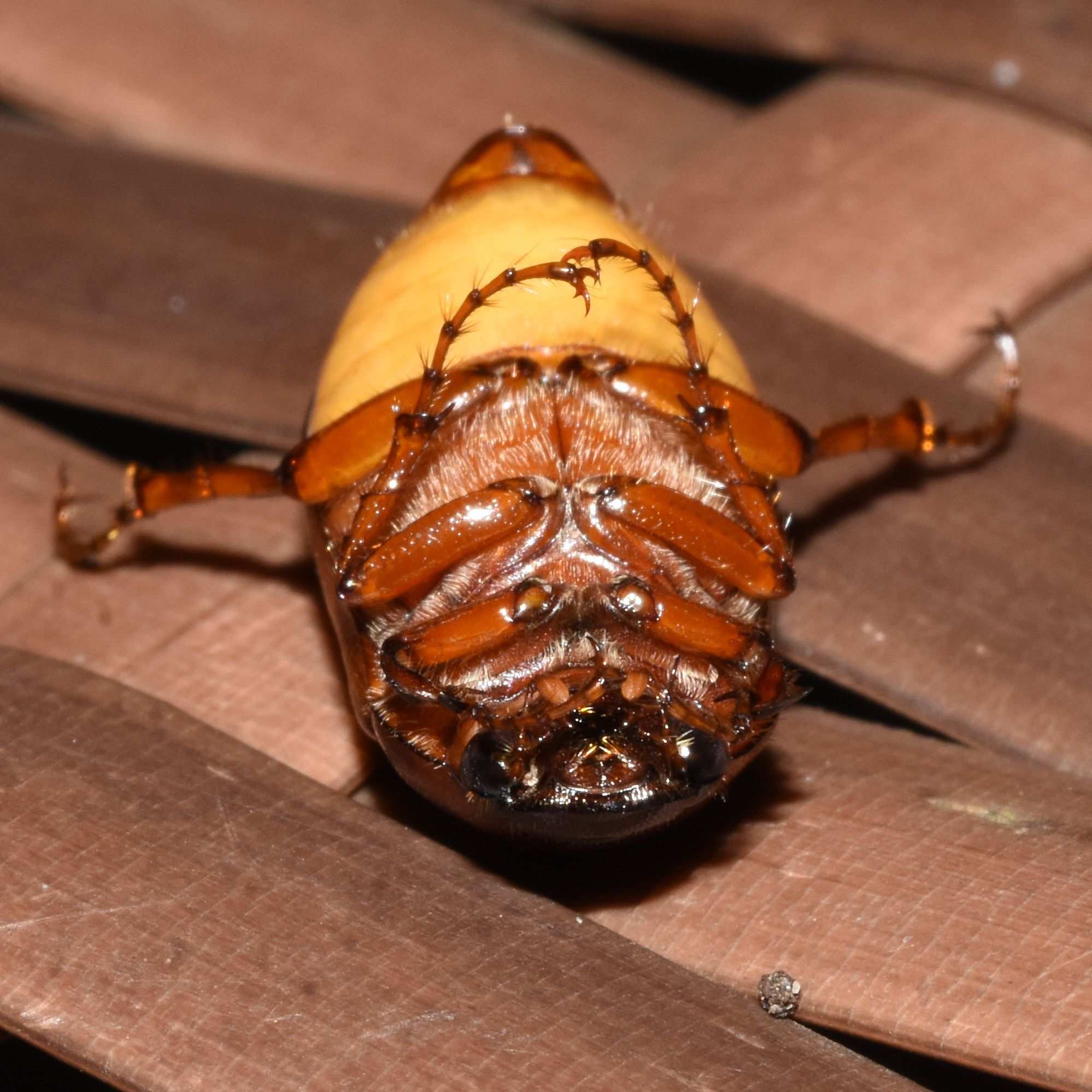 Phyllophaga ephilida