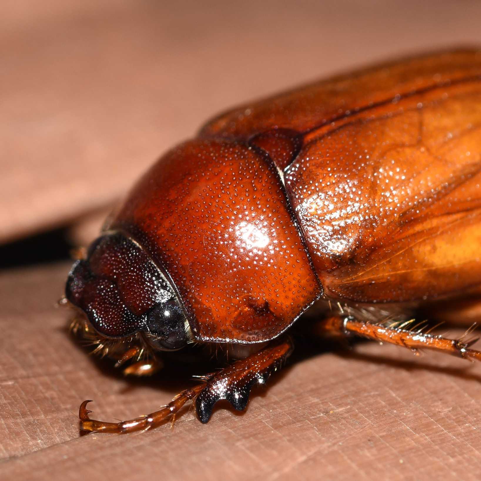 Phyllophaga ephilida