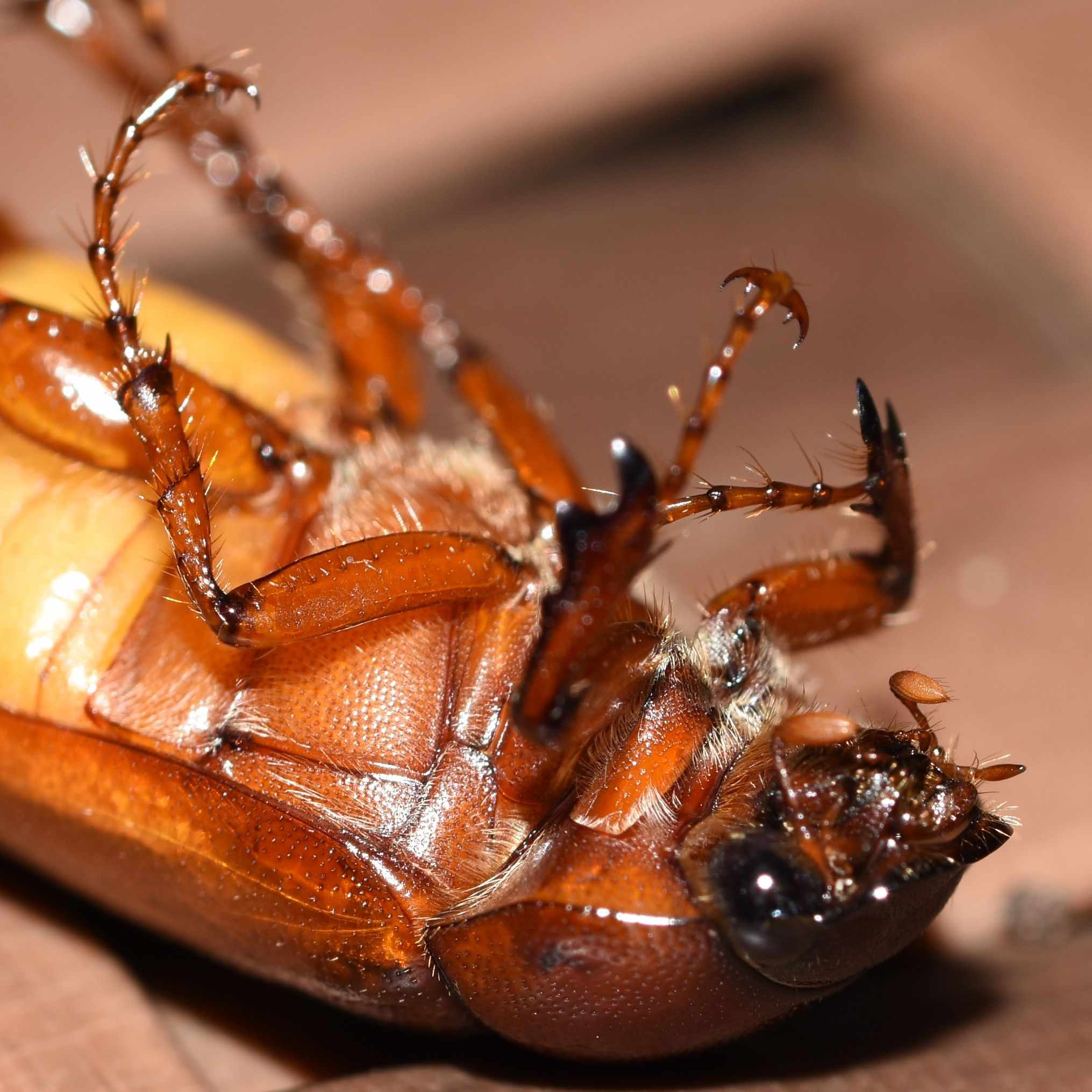 Phyllophaga ephilida