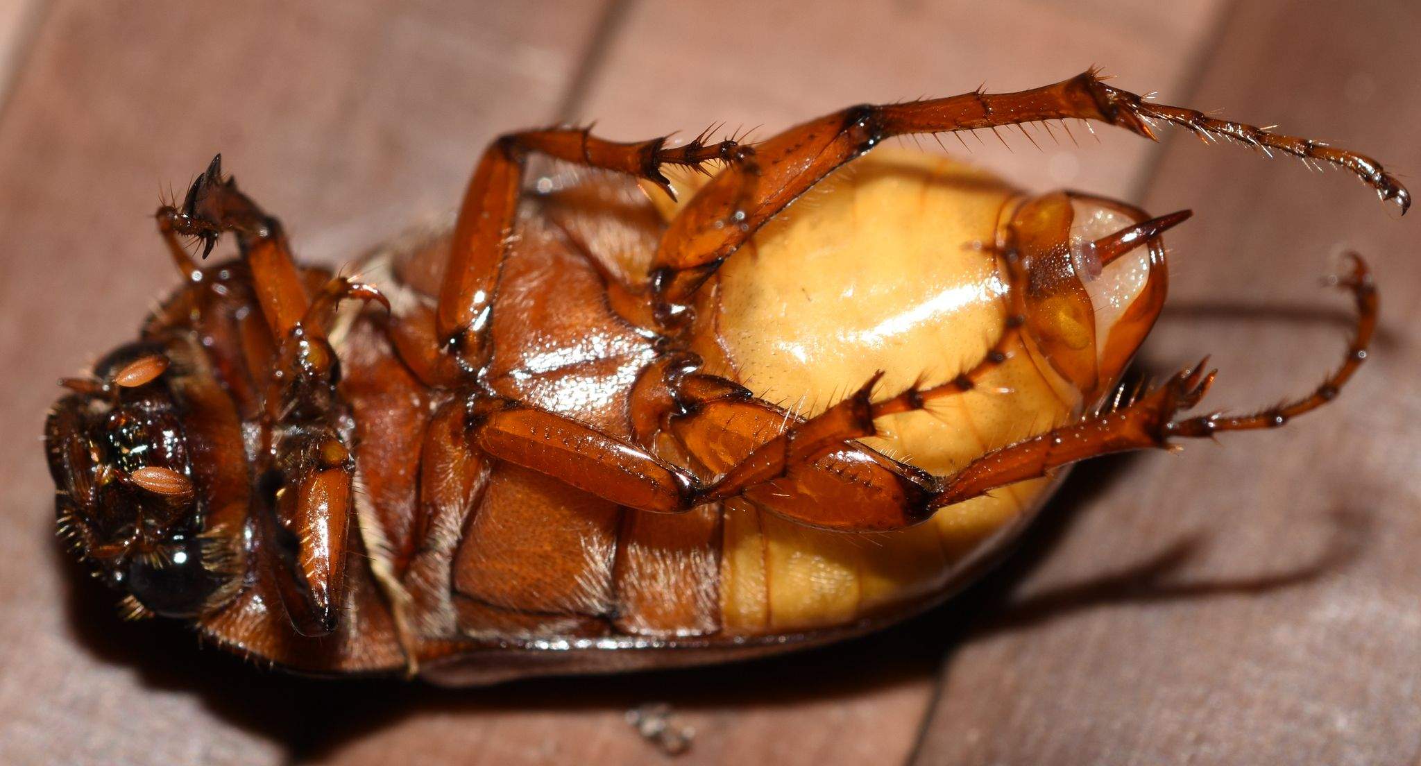 Phyllophaga ephilida