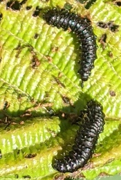 Macrohaltica