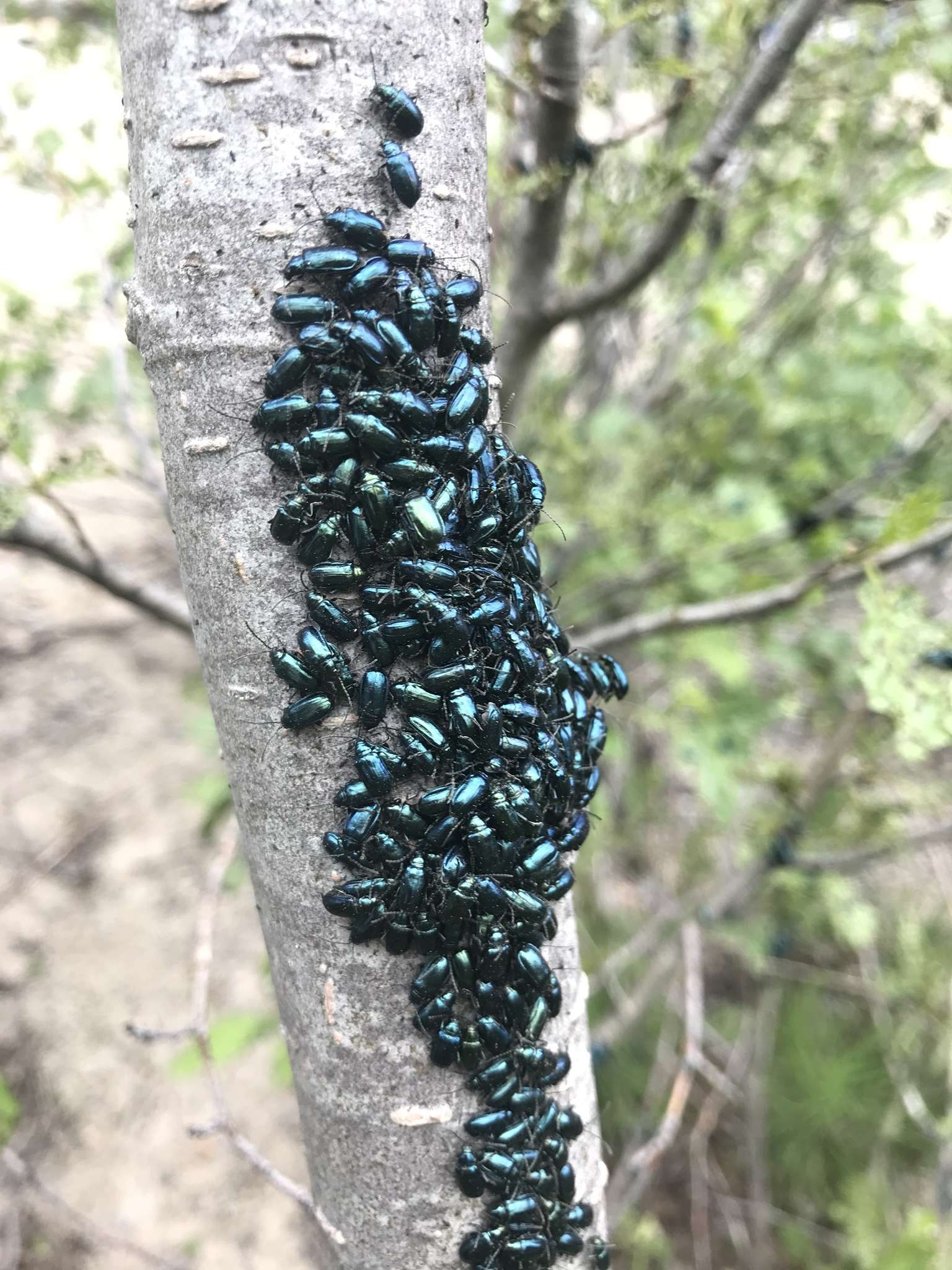 Macrohaltica