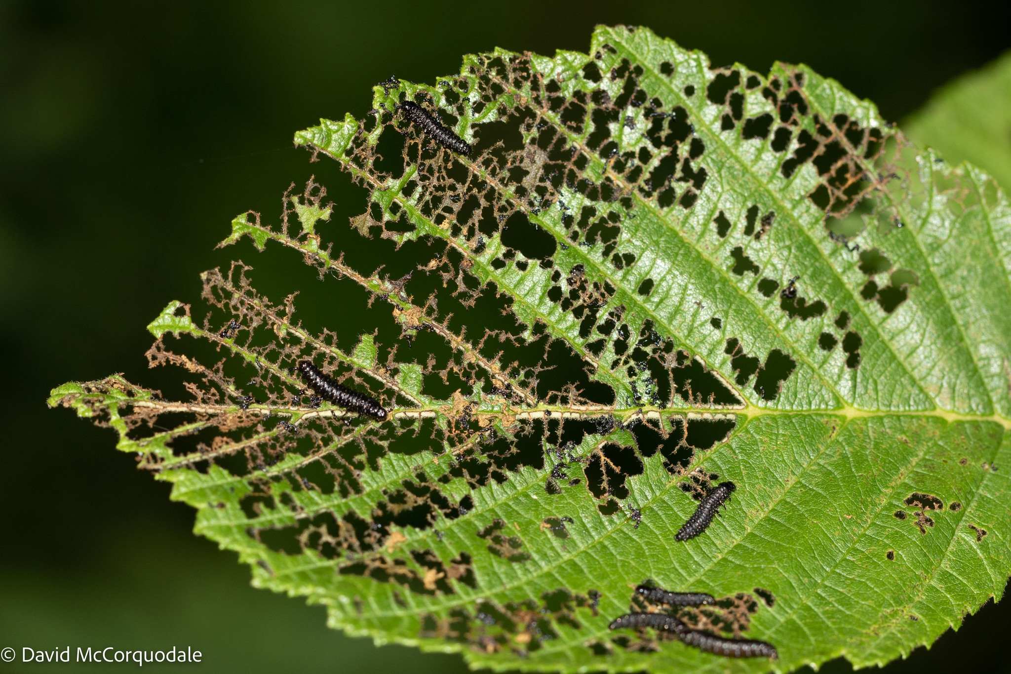 Macrohaltica