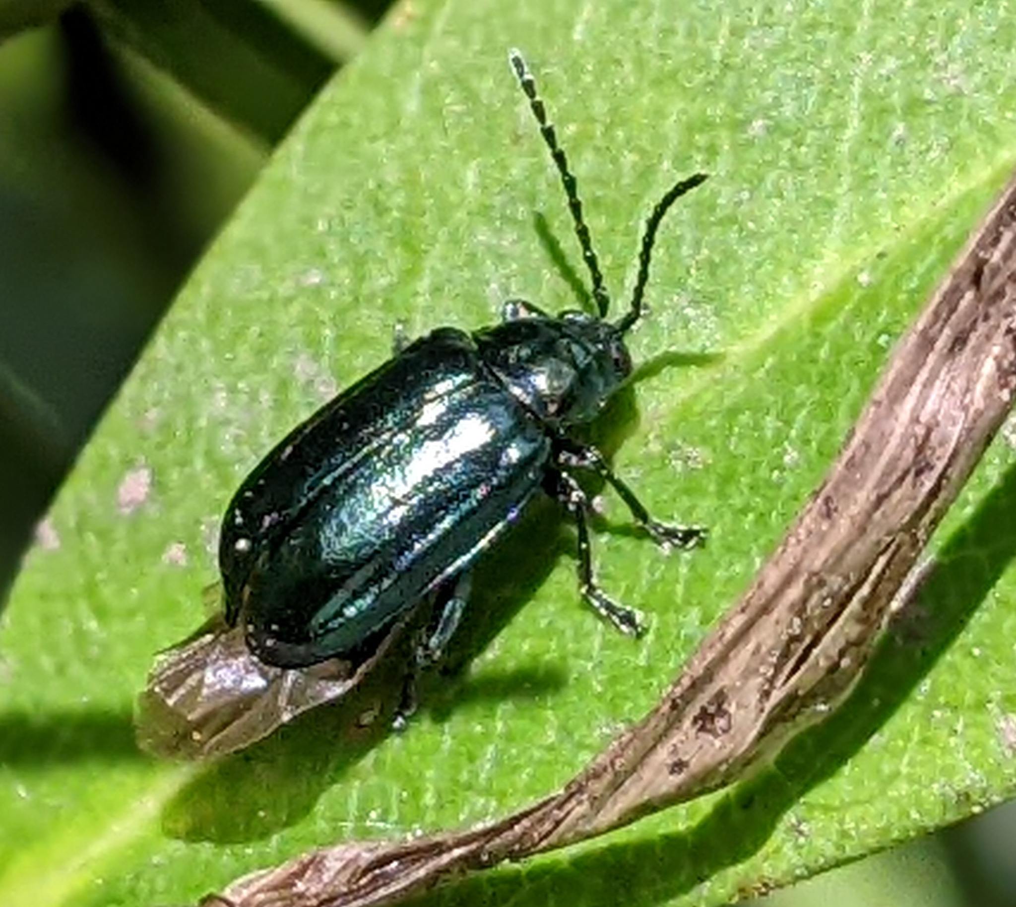 Macrohaltica