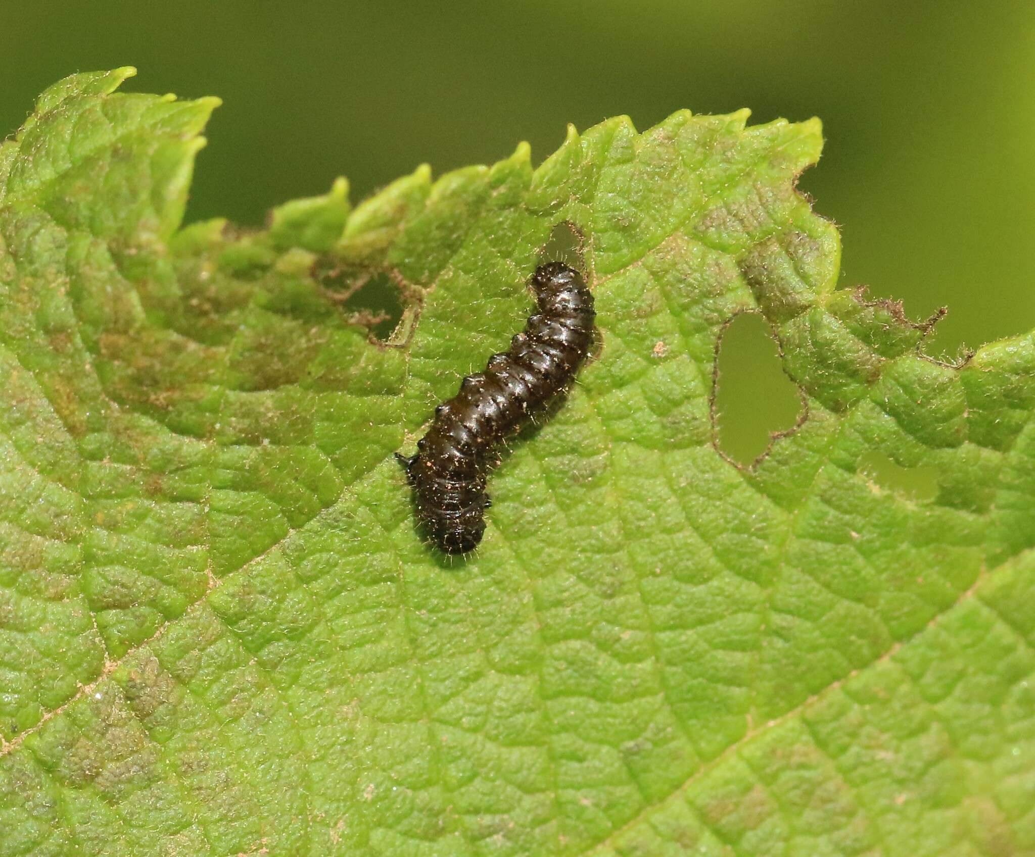 Macrohaltica