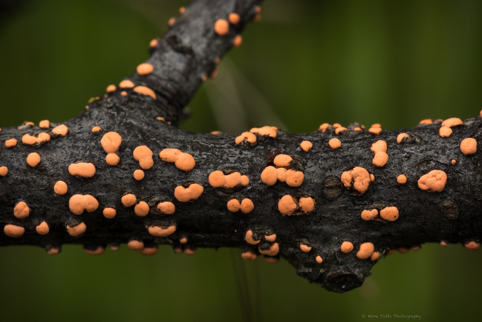 Nectria cinnabarina