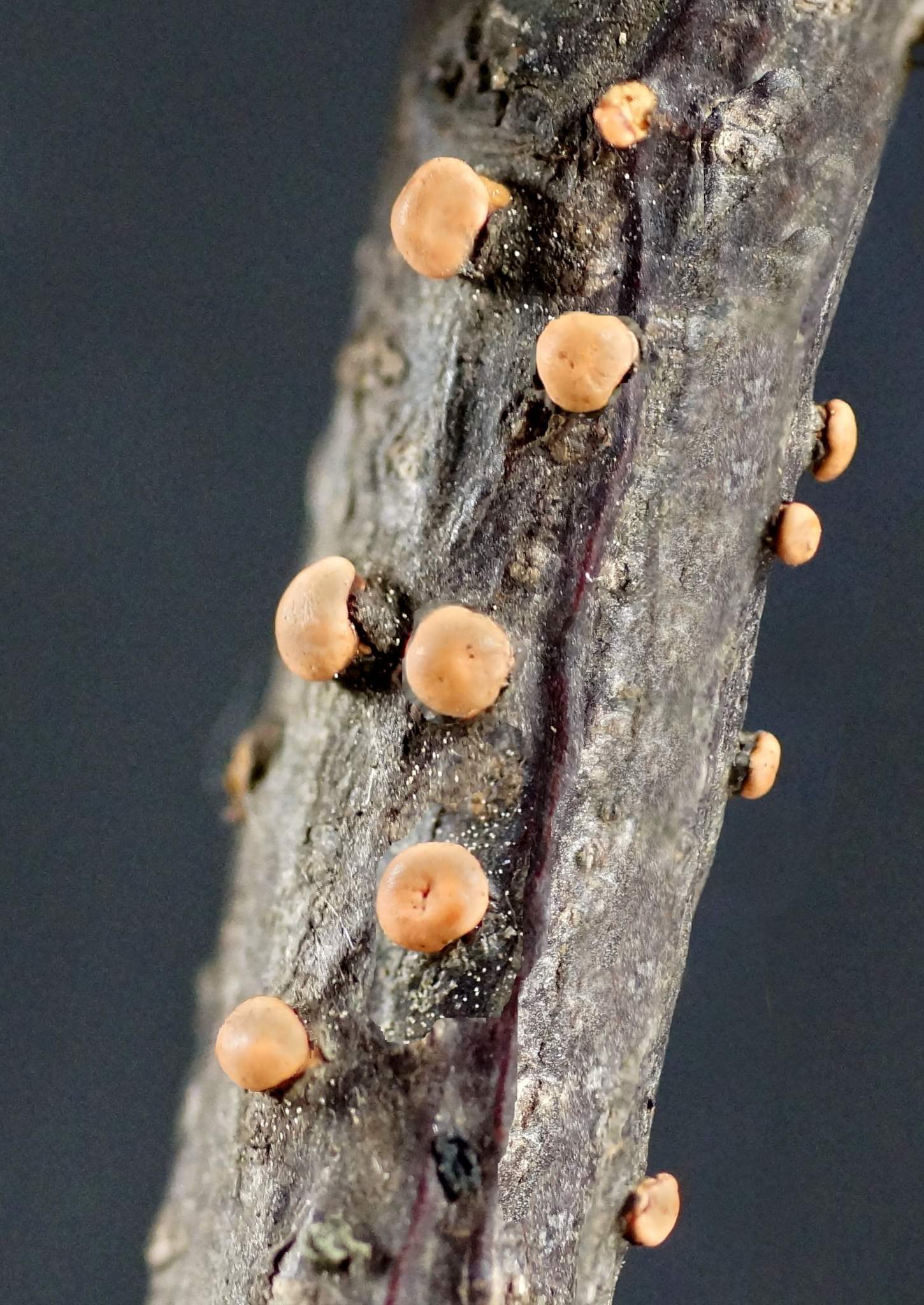Nectria cinnabarina