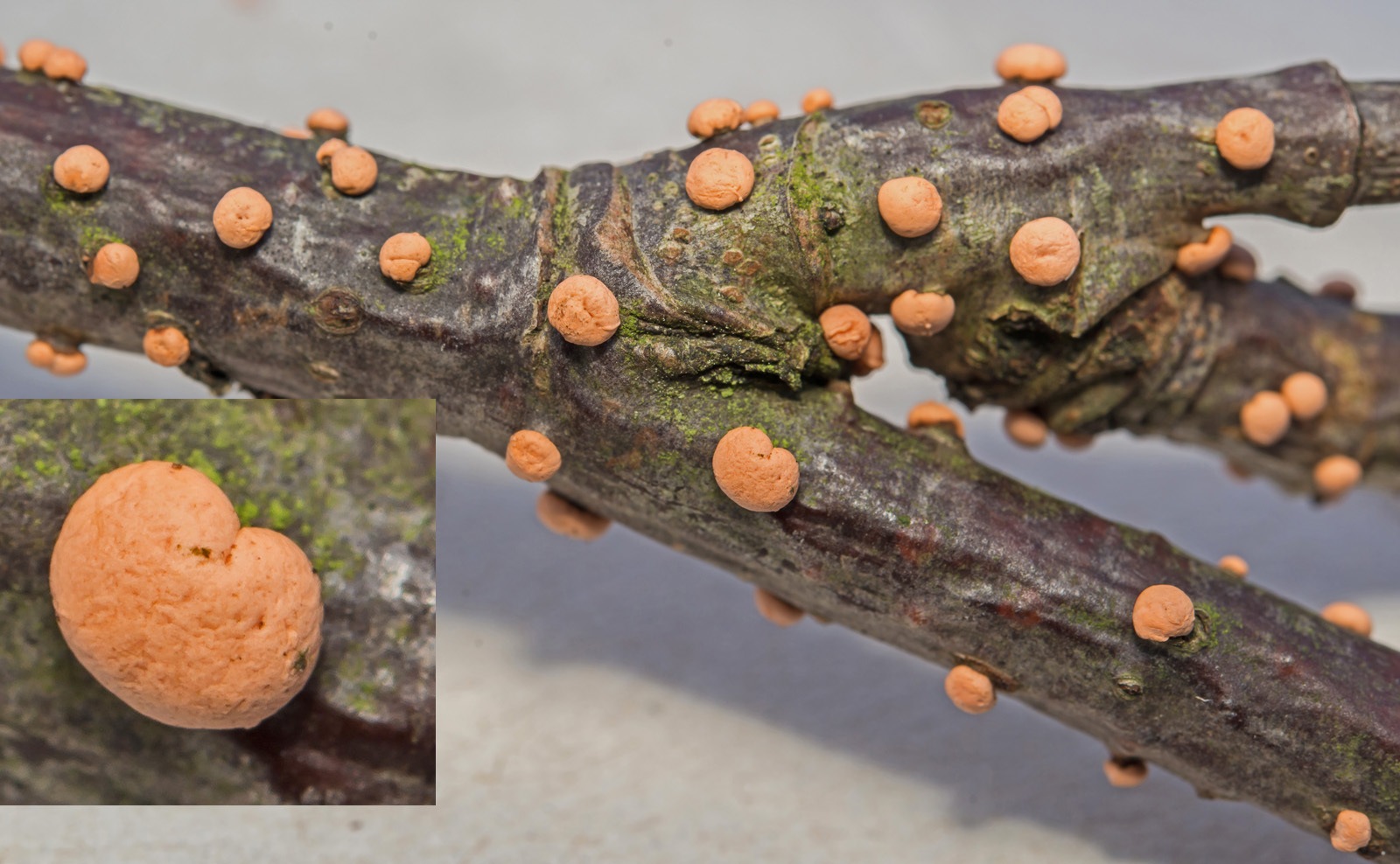 Nectria cinnabarina