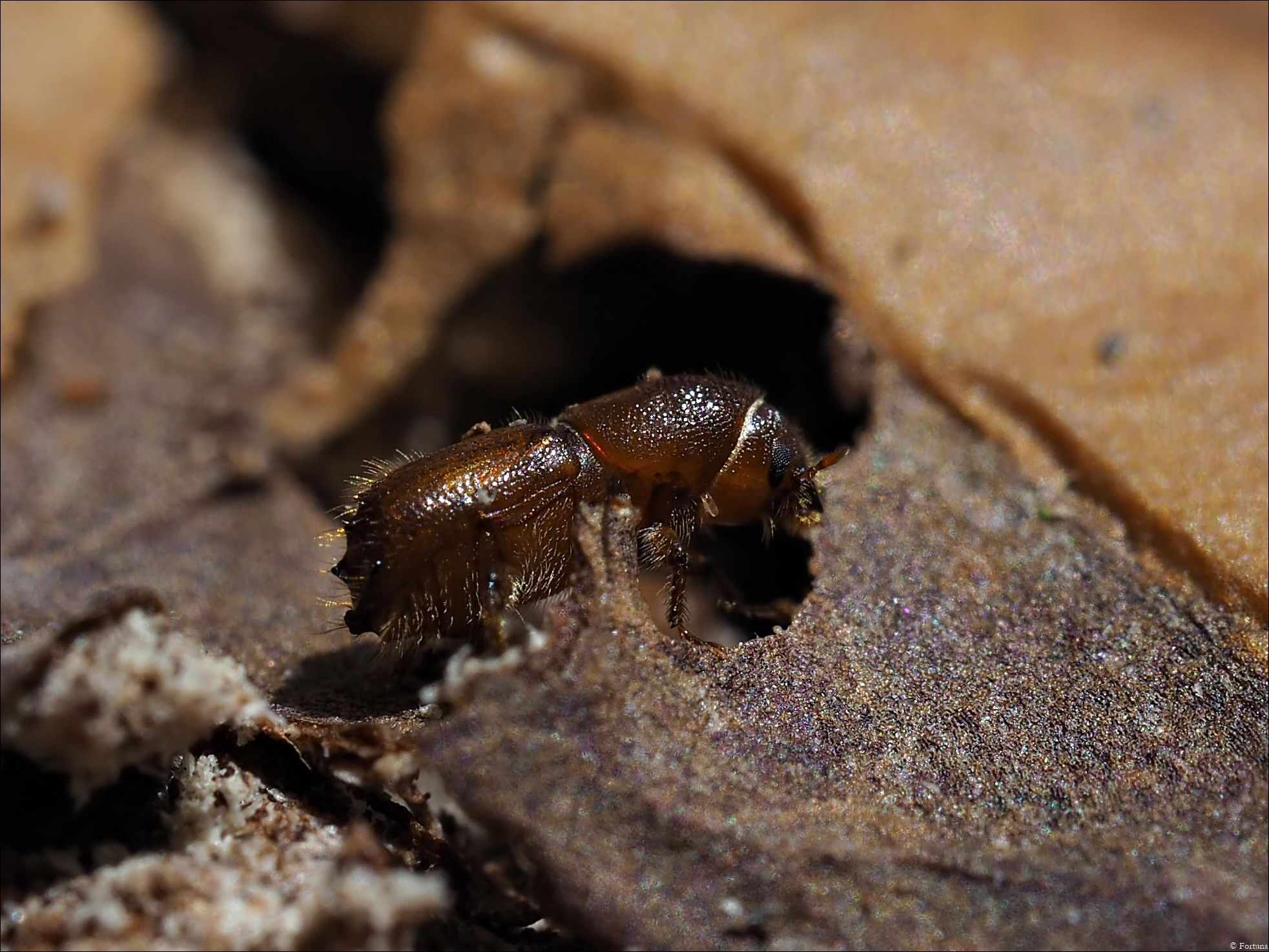 Ips acuminatus