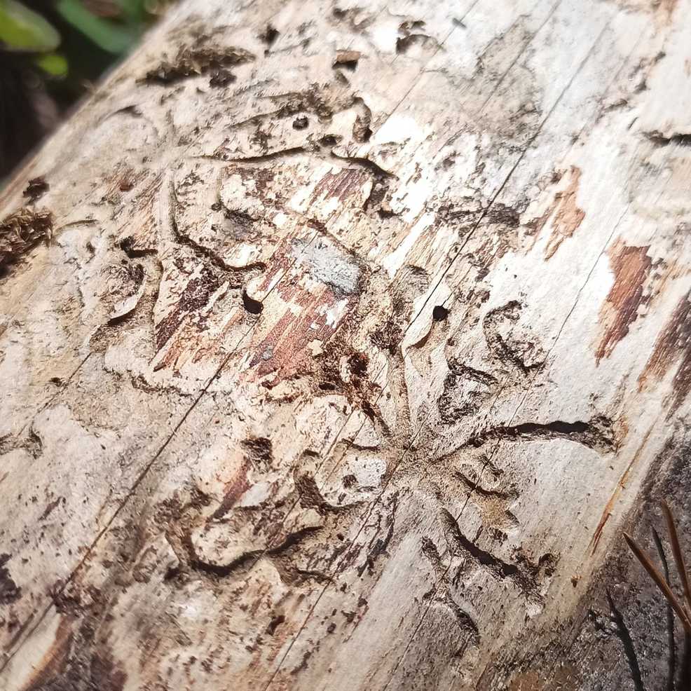 Ips acuminatus