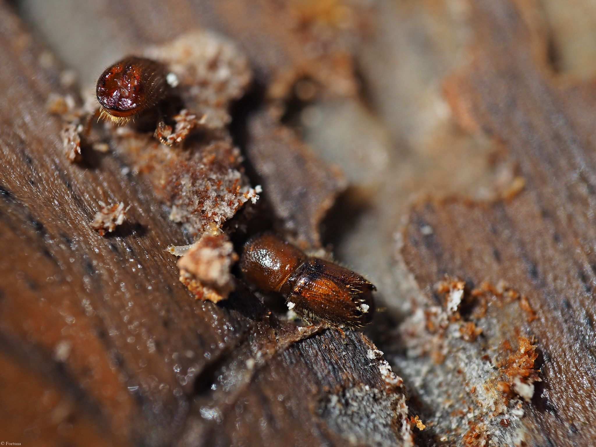 Ips acuminatus