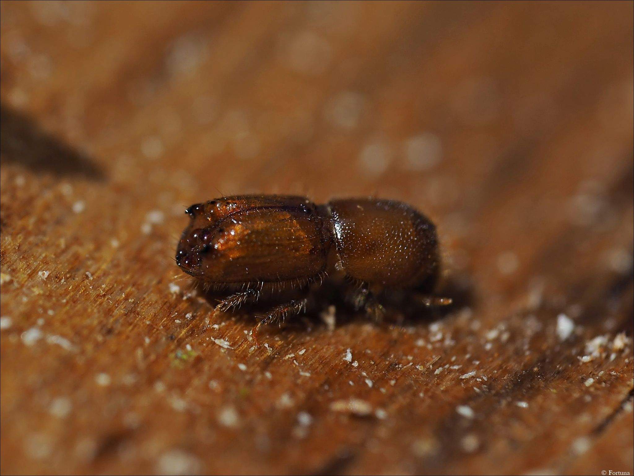 Ips acuminatus