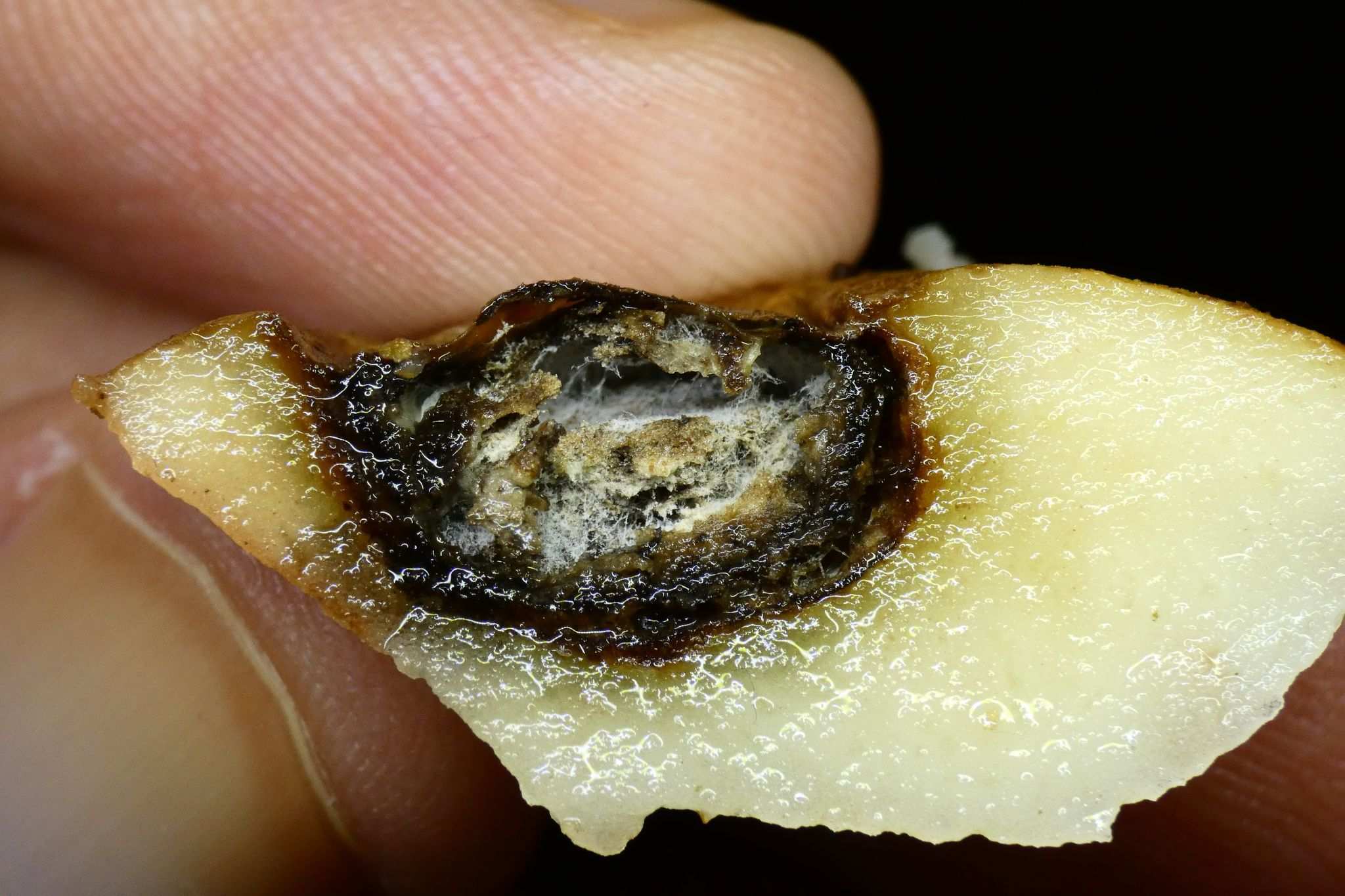 Boeremia foveata