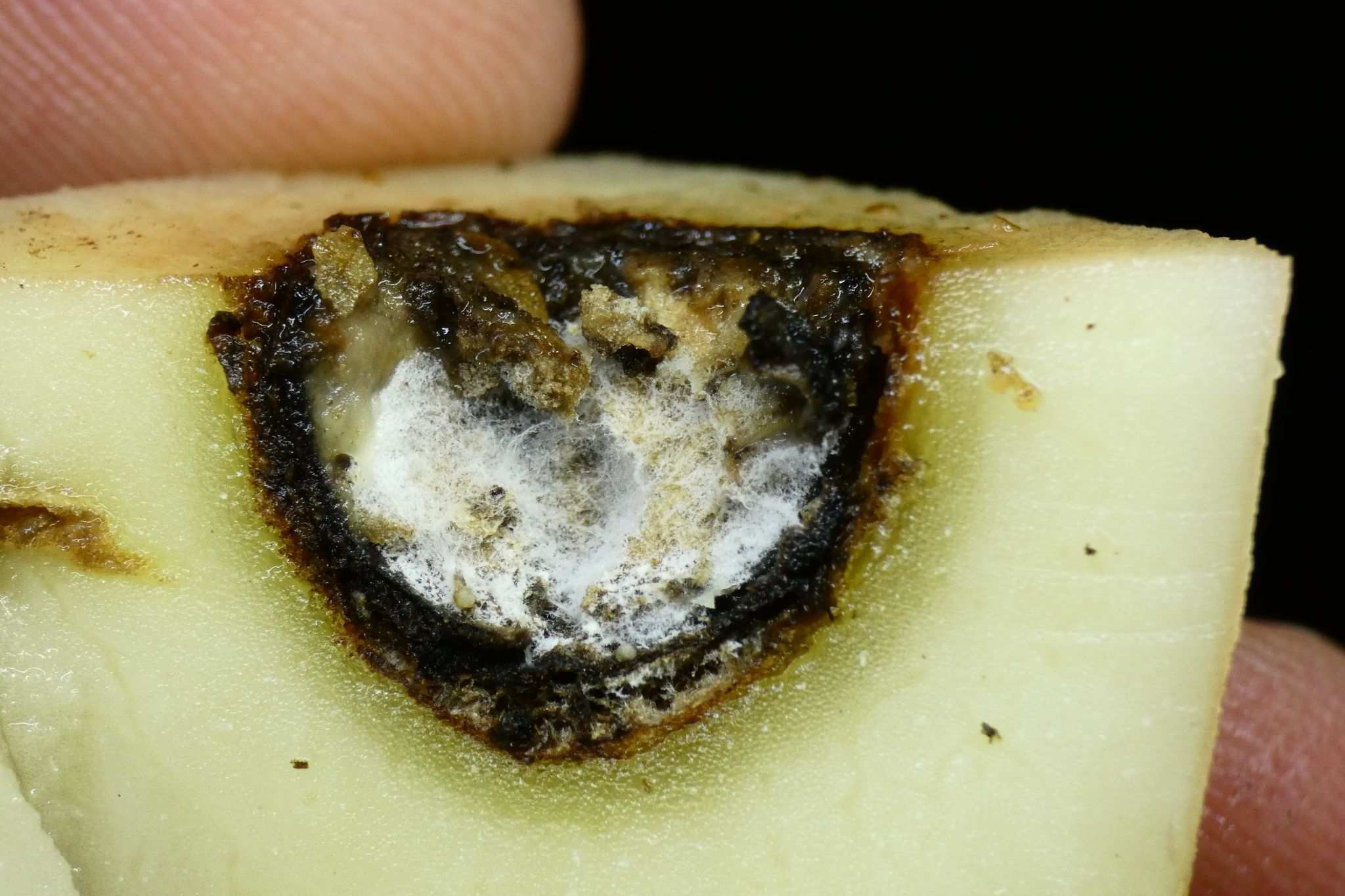 Boeremia foveata