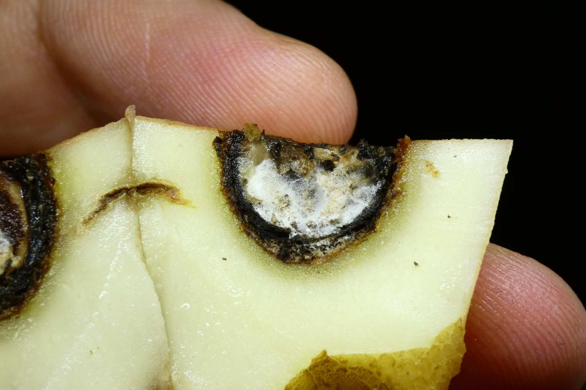 Boeremia foveata