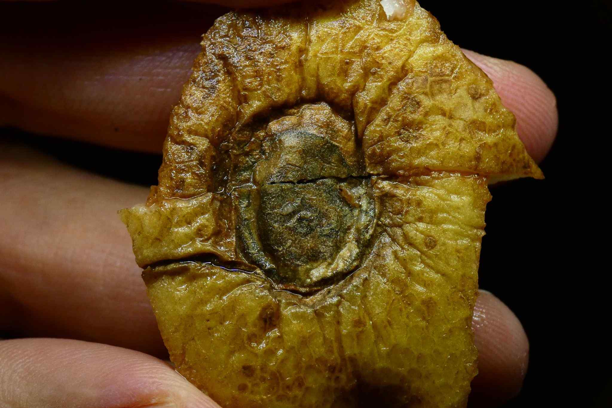 Boeremia foveata