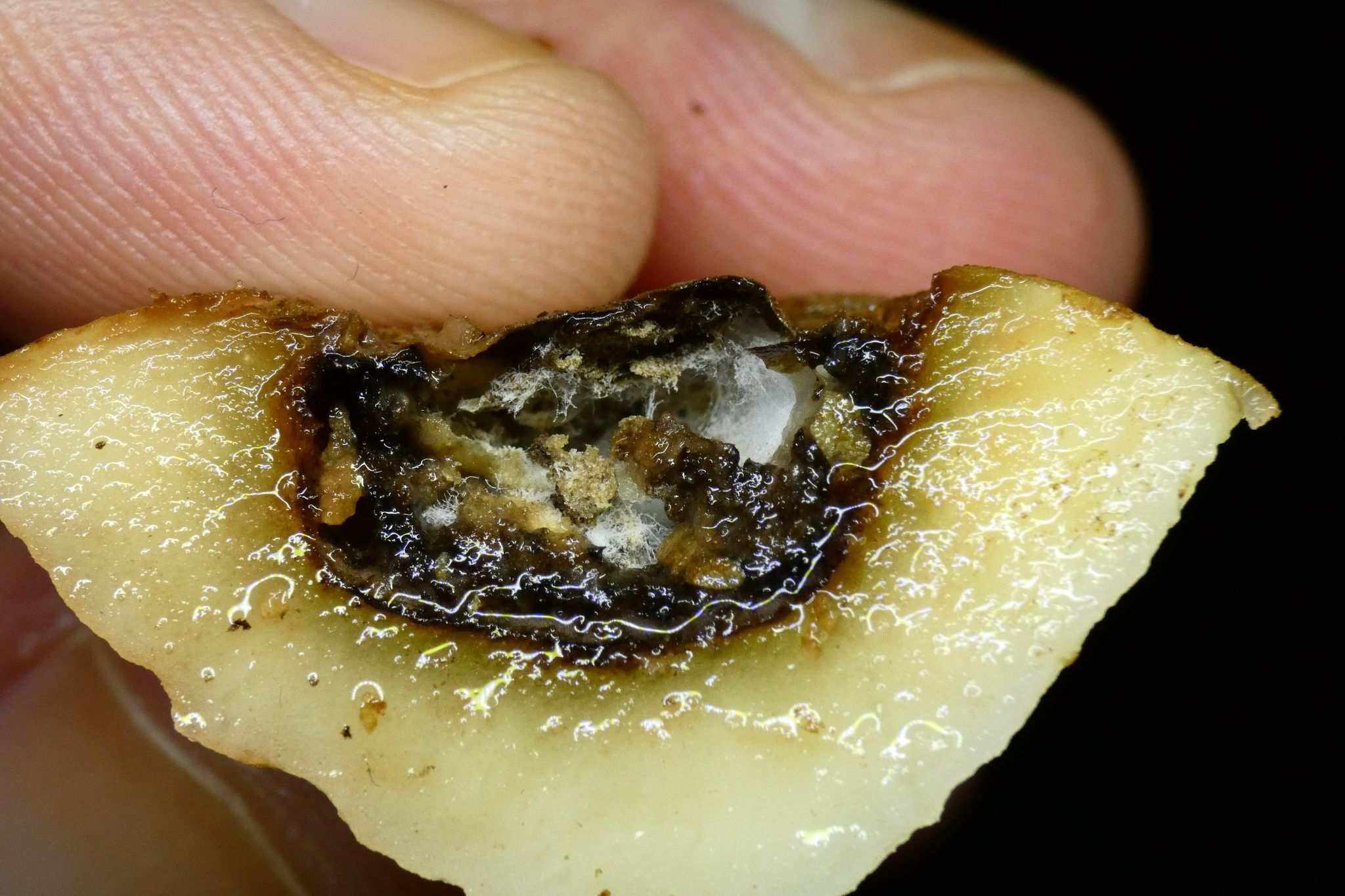 Boeremia foveata