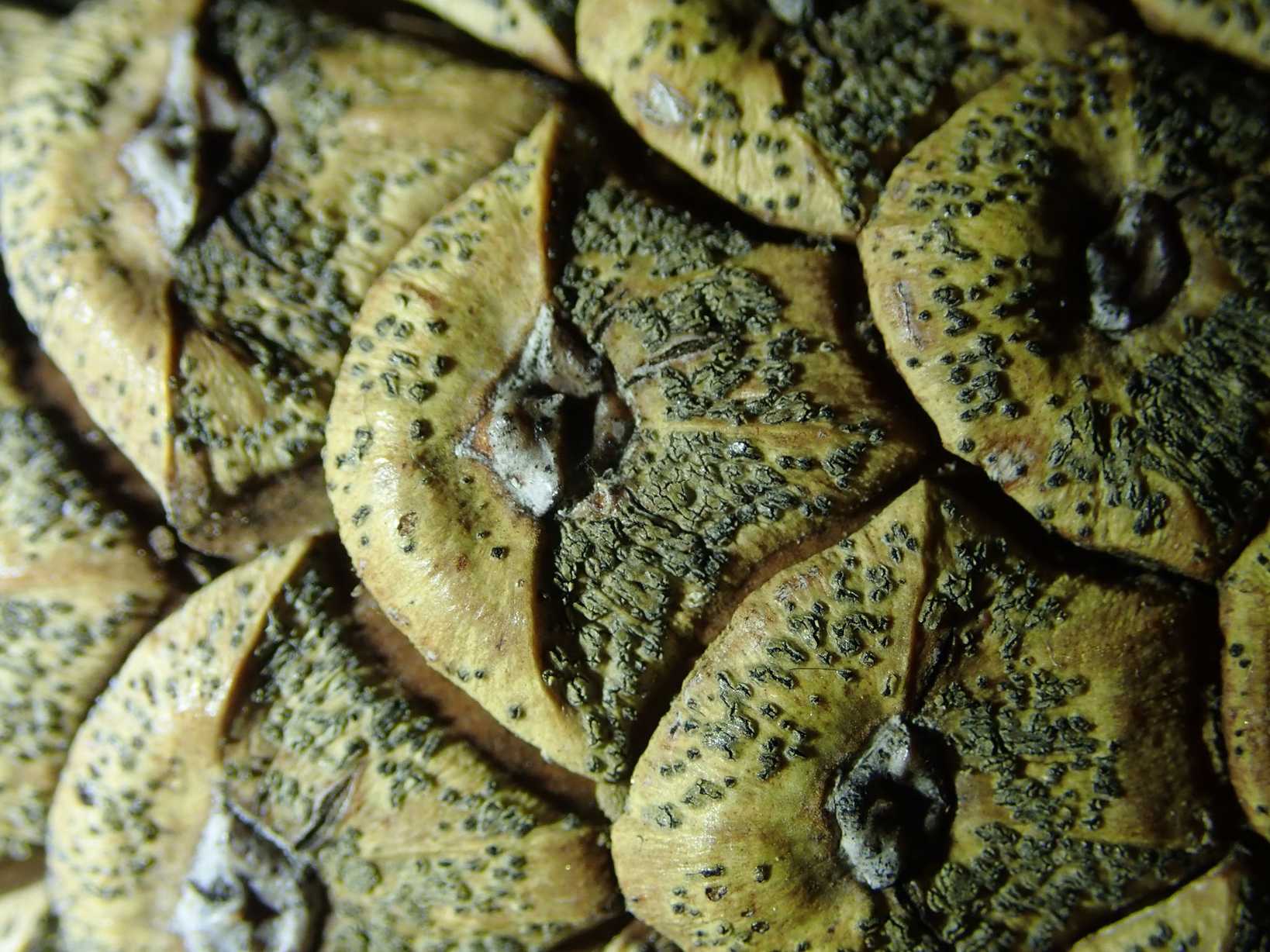 Diplodia sapinea