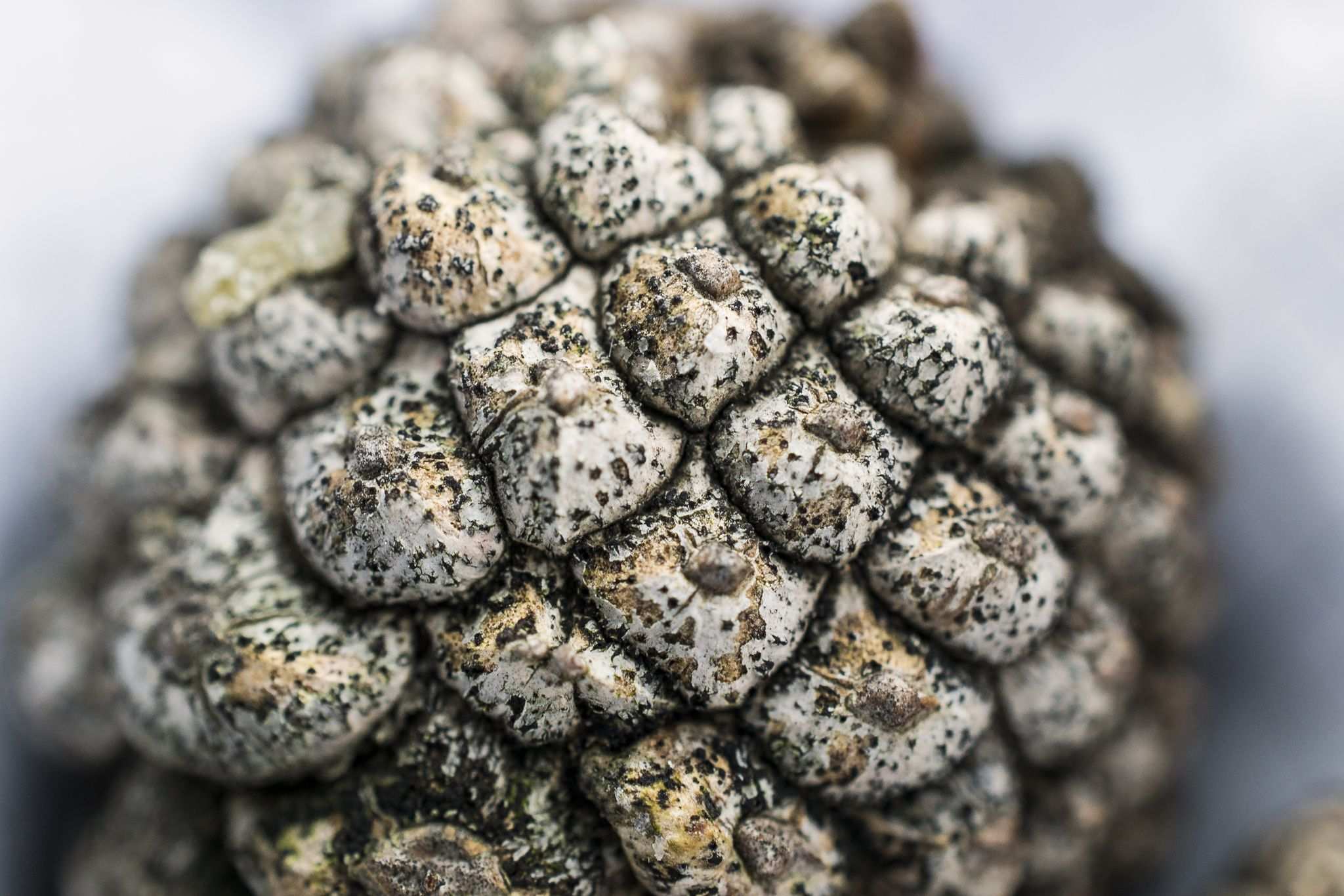 Diplodia sapinea