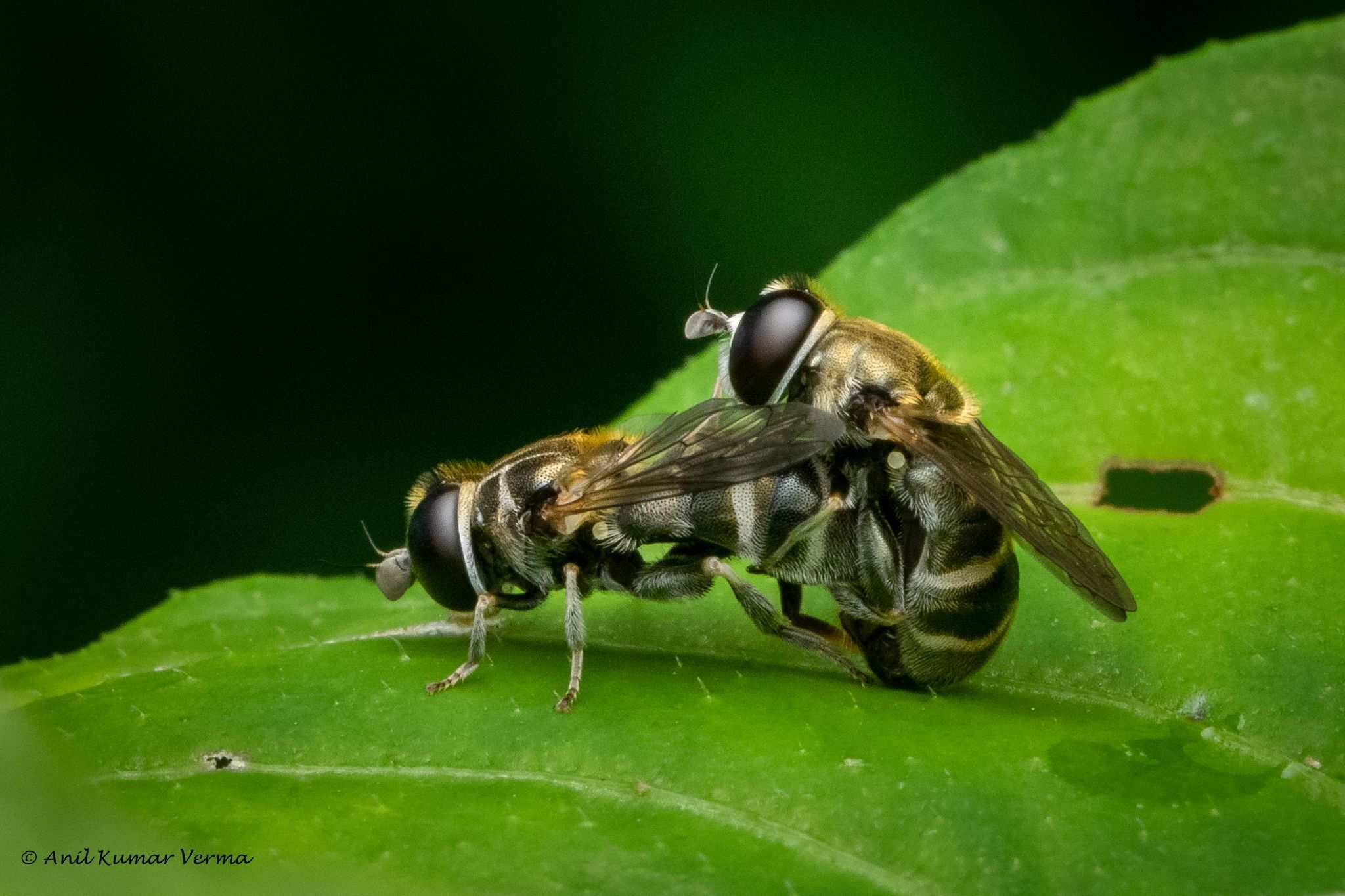 Eumerus figurans