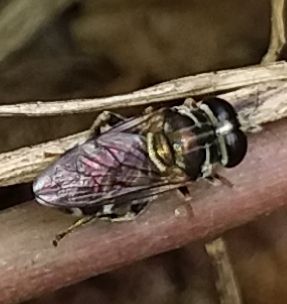 Eumerus figurans