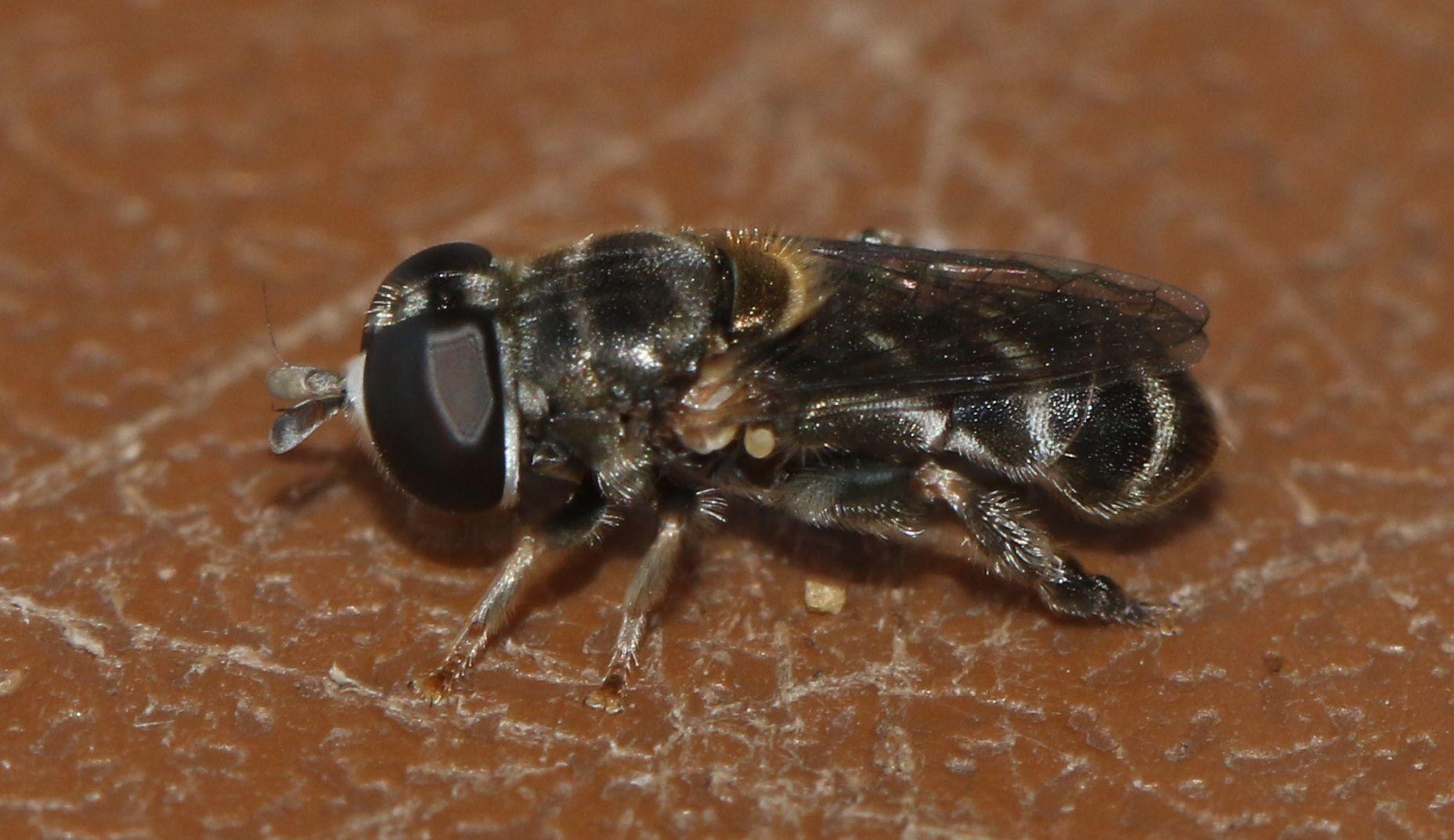 Eumerus figurans