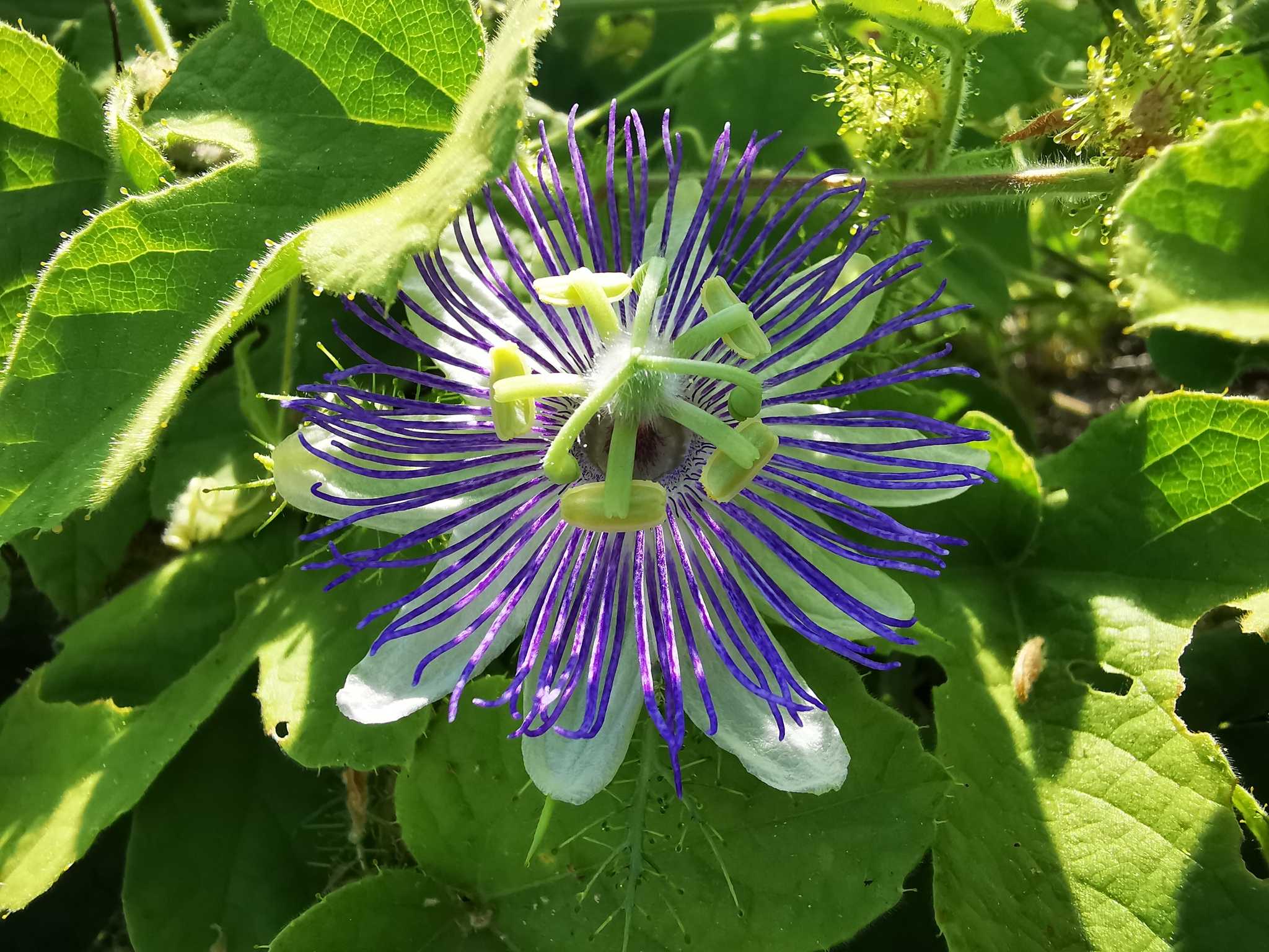 Passiflora foetida