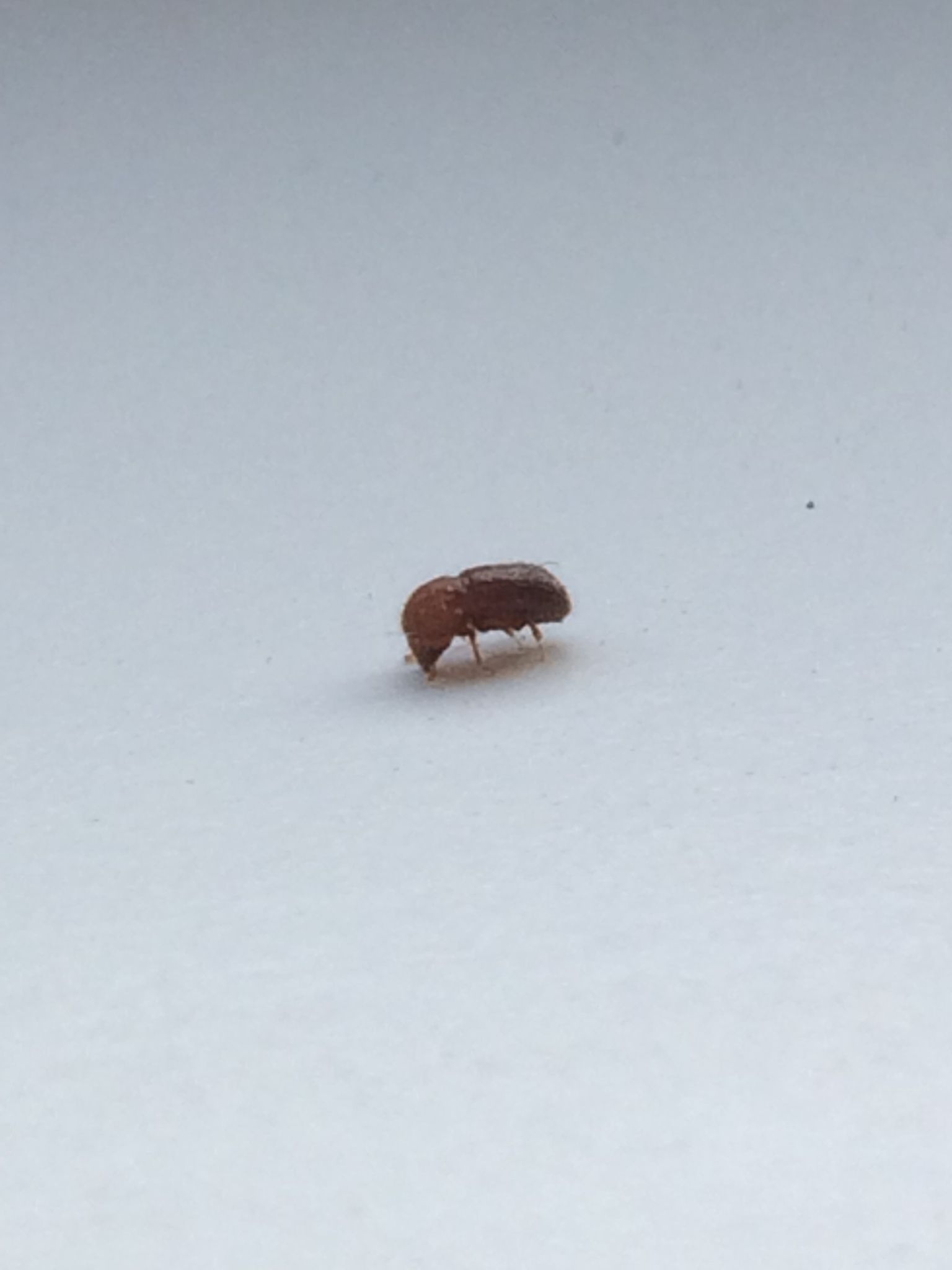 Ambrosiodmus compressus