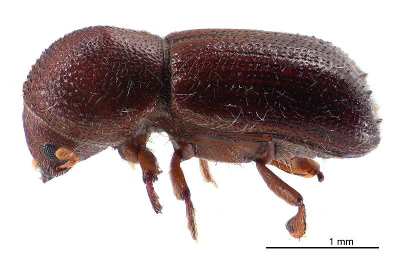 Ambrosiodmus compressus