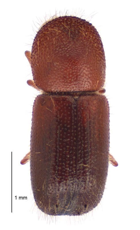 Ambrosiodmus compressus