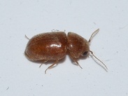 Lasioderma serricorne