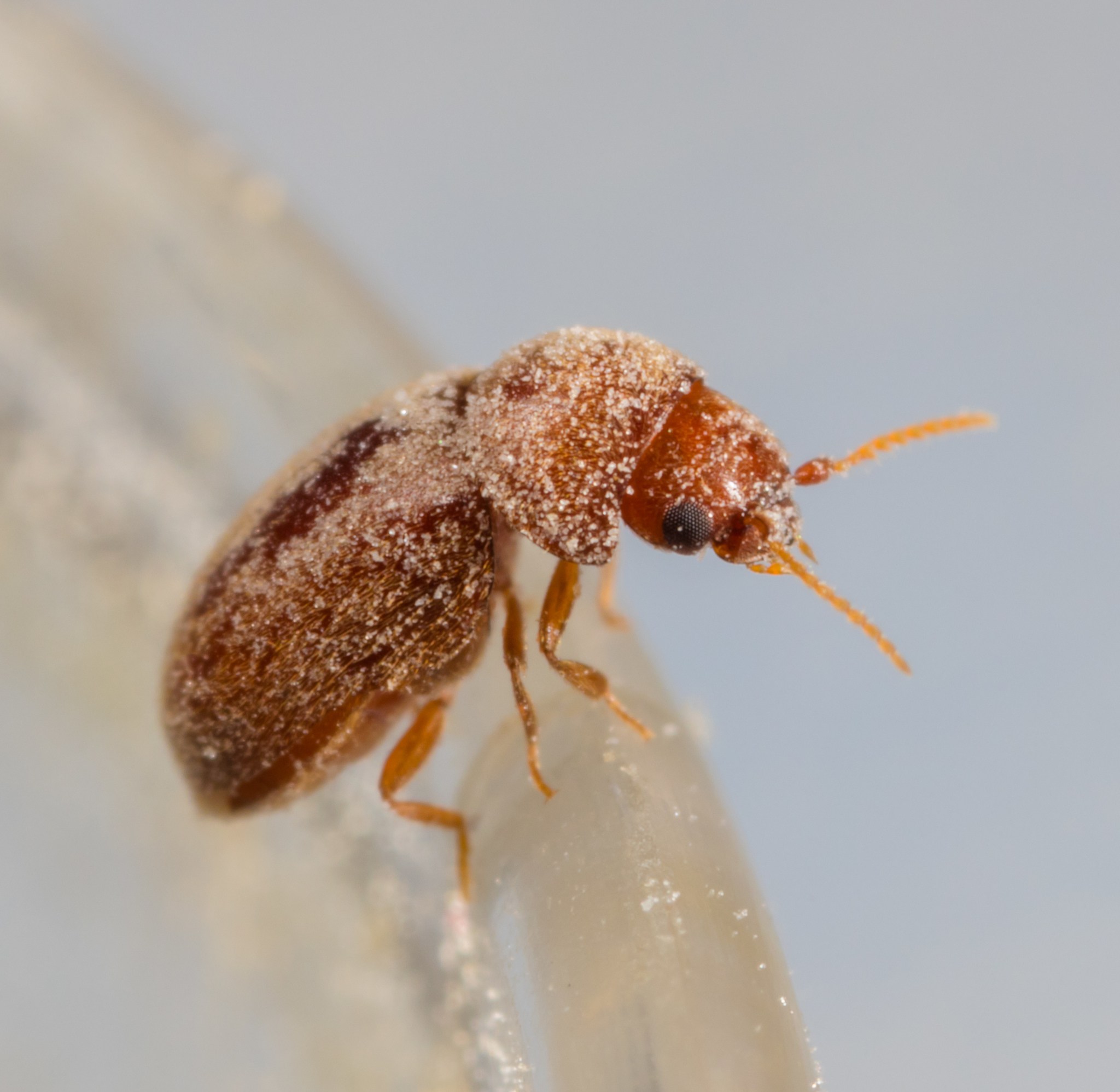 Lasioderma serricorne