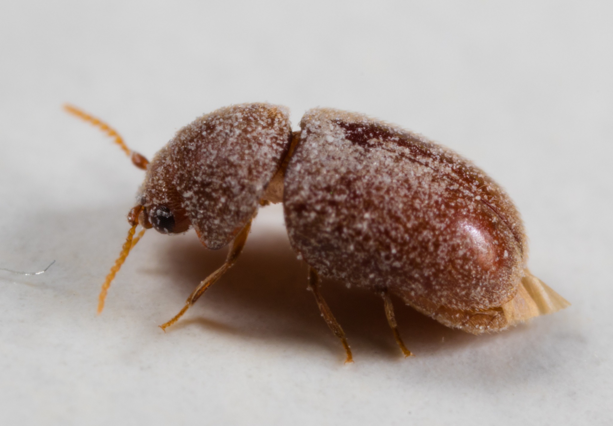 Lasioderma serricorne